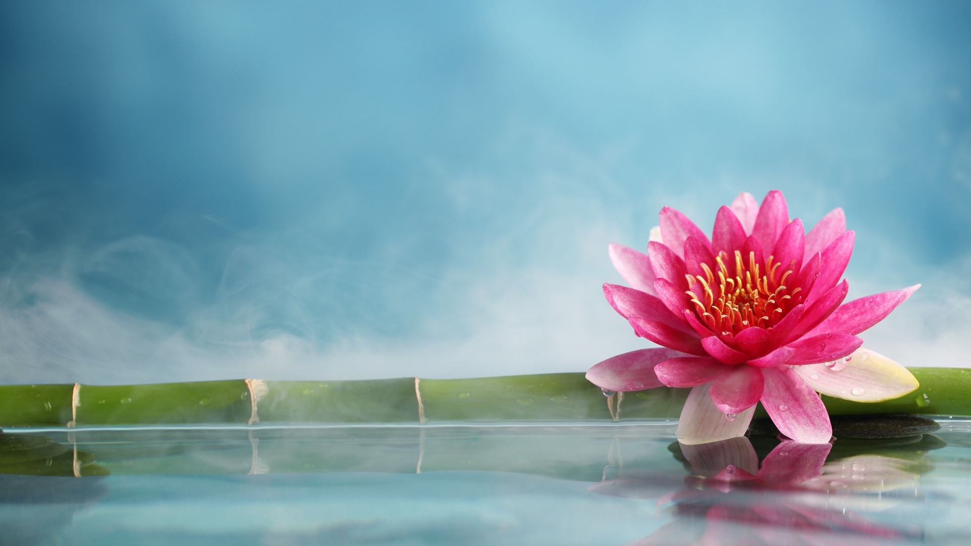 лотус, lotus, flower, bamboo, water, 5k (horizontal)