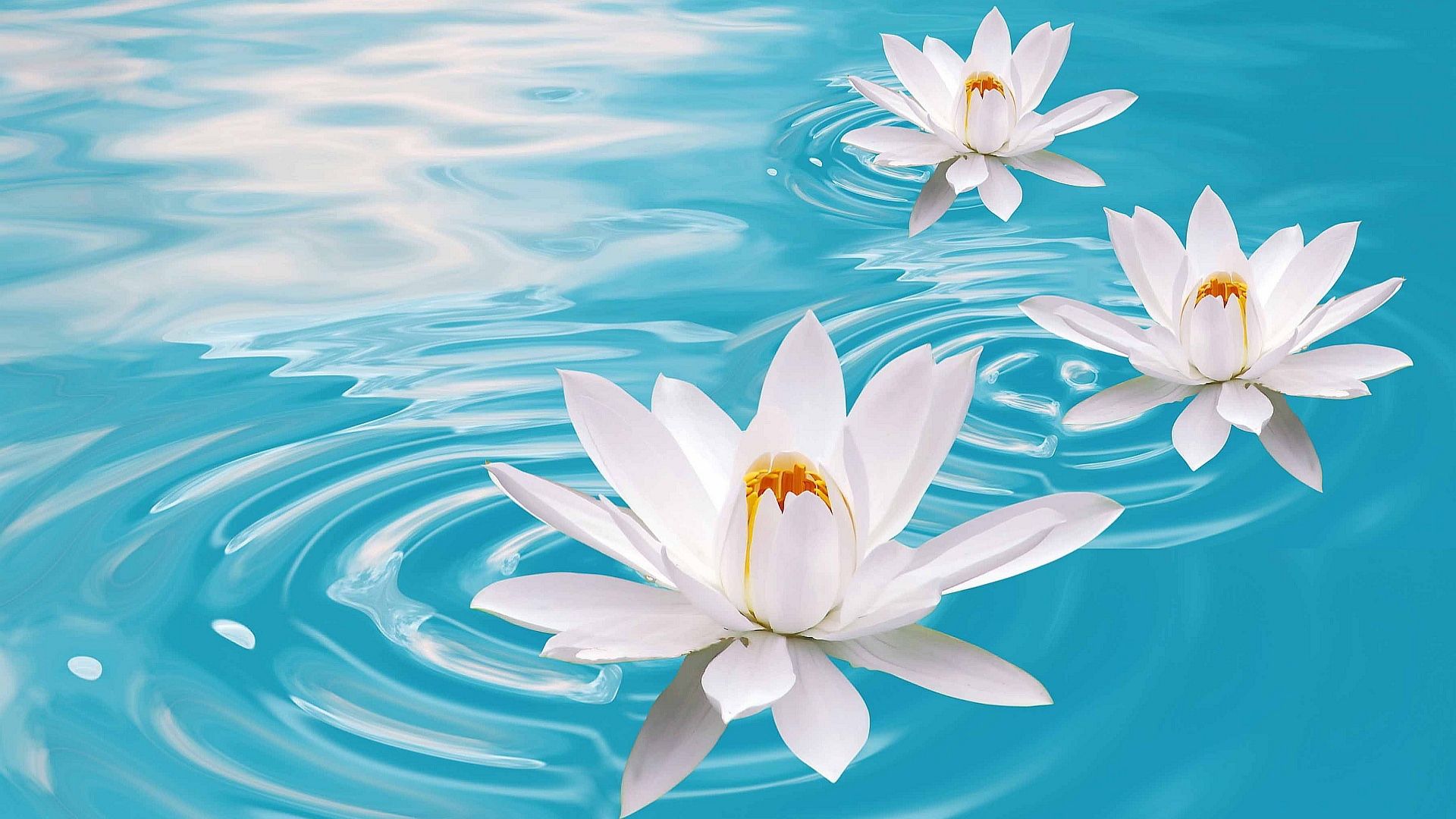 лотус, lotus, flower, water, 4k (horizontal)