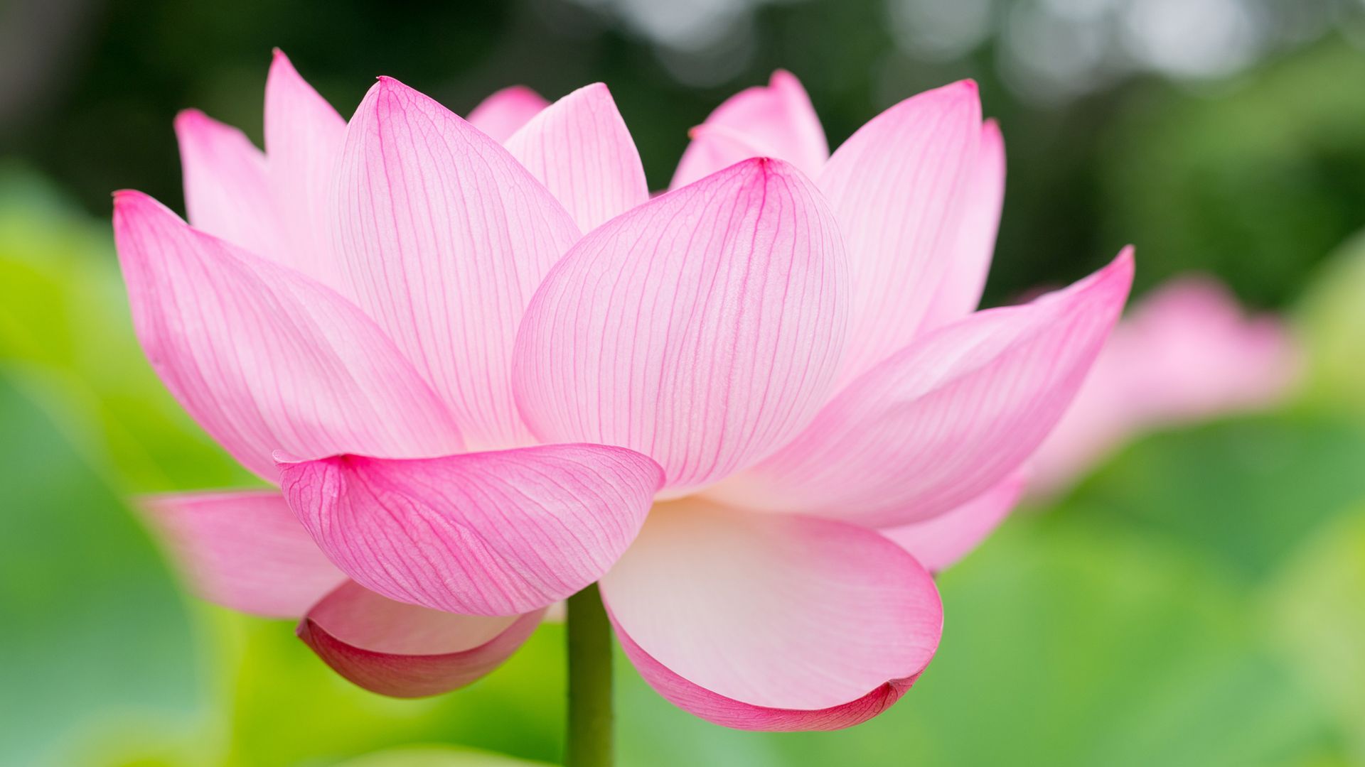 лотус, lotus, flower, 4k (horizontal)