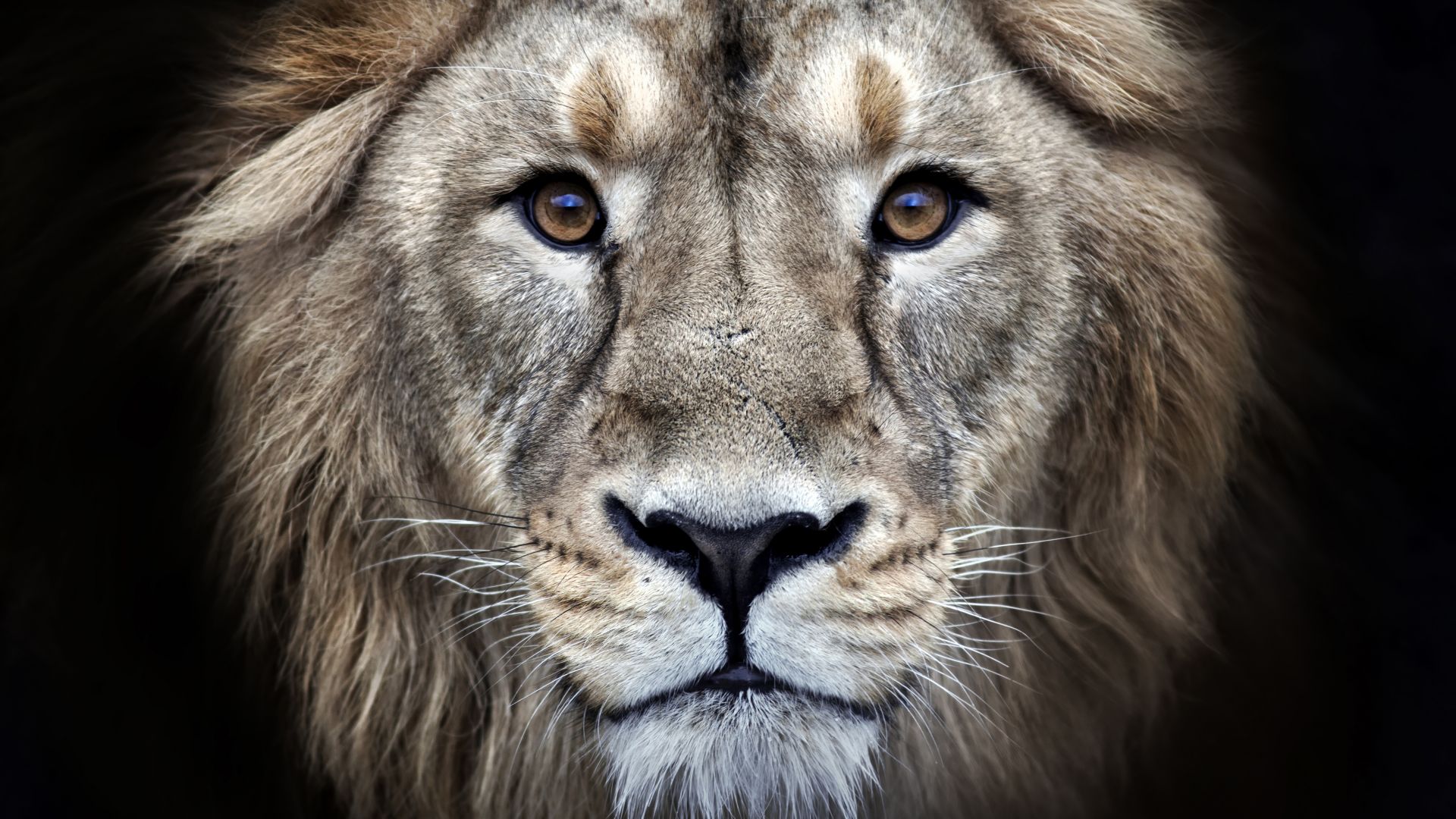 лев, lion, 4k (horizontal)