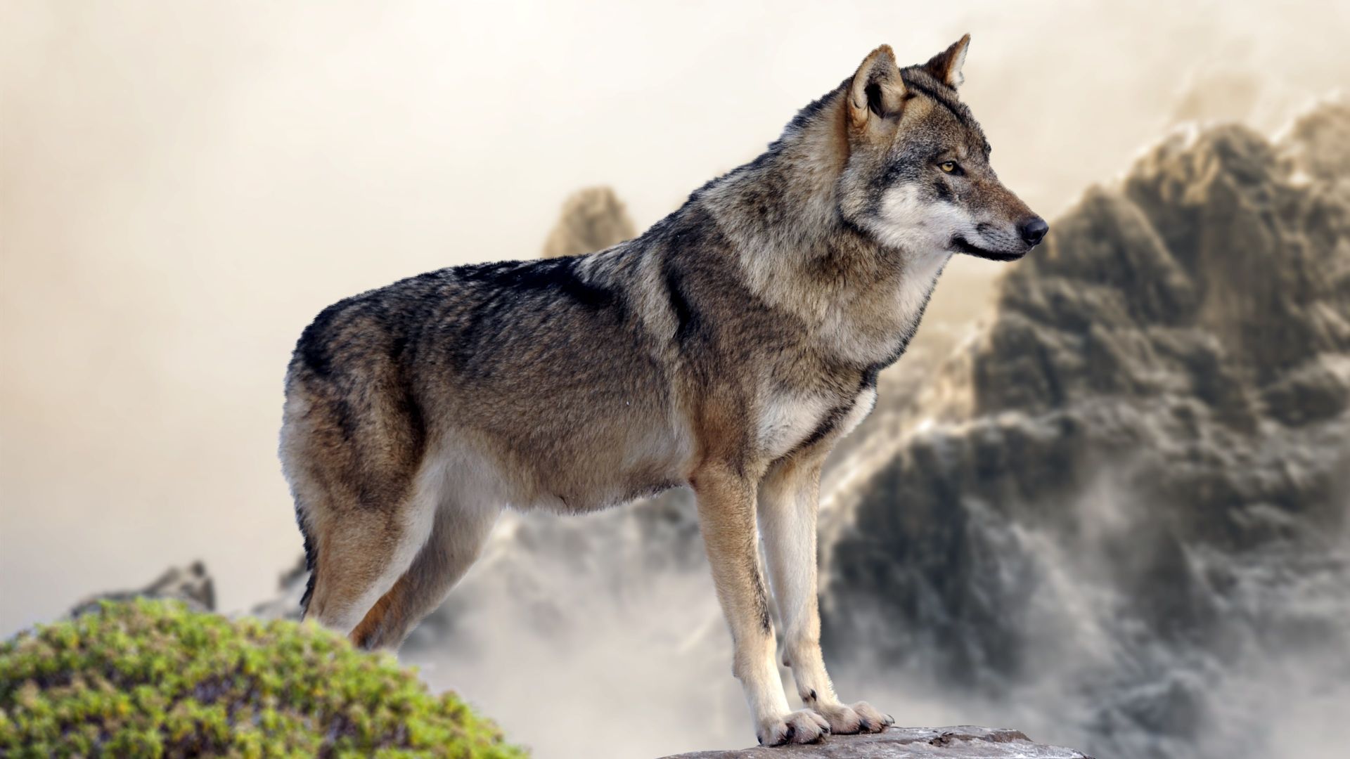 волк, wolf, mountain, 4k (horizontal)
