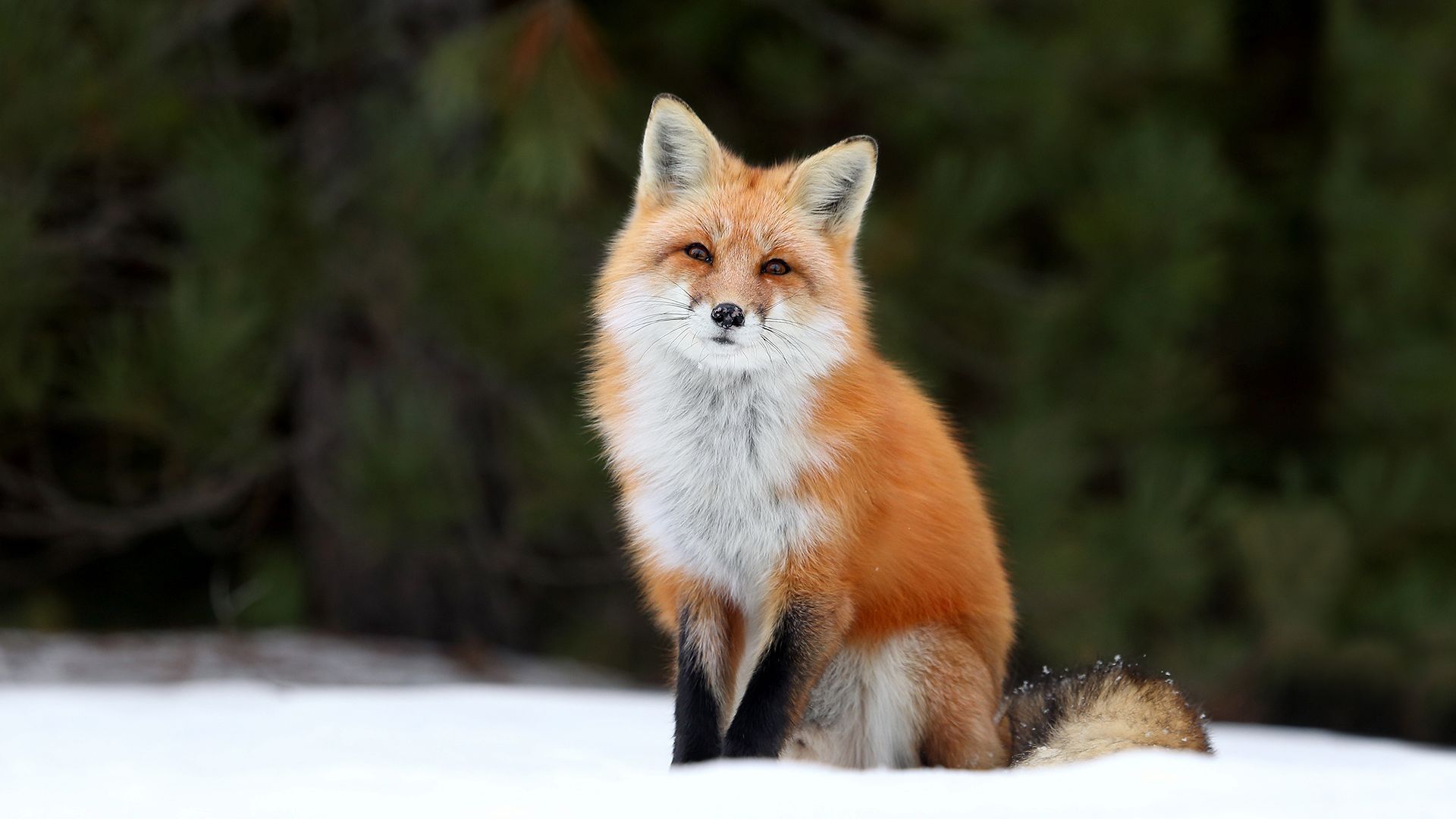 лиса, снег, fox, snow, 4k (horizontal)