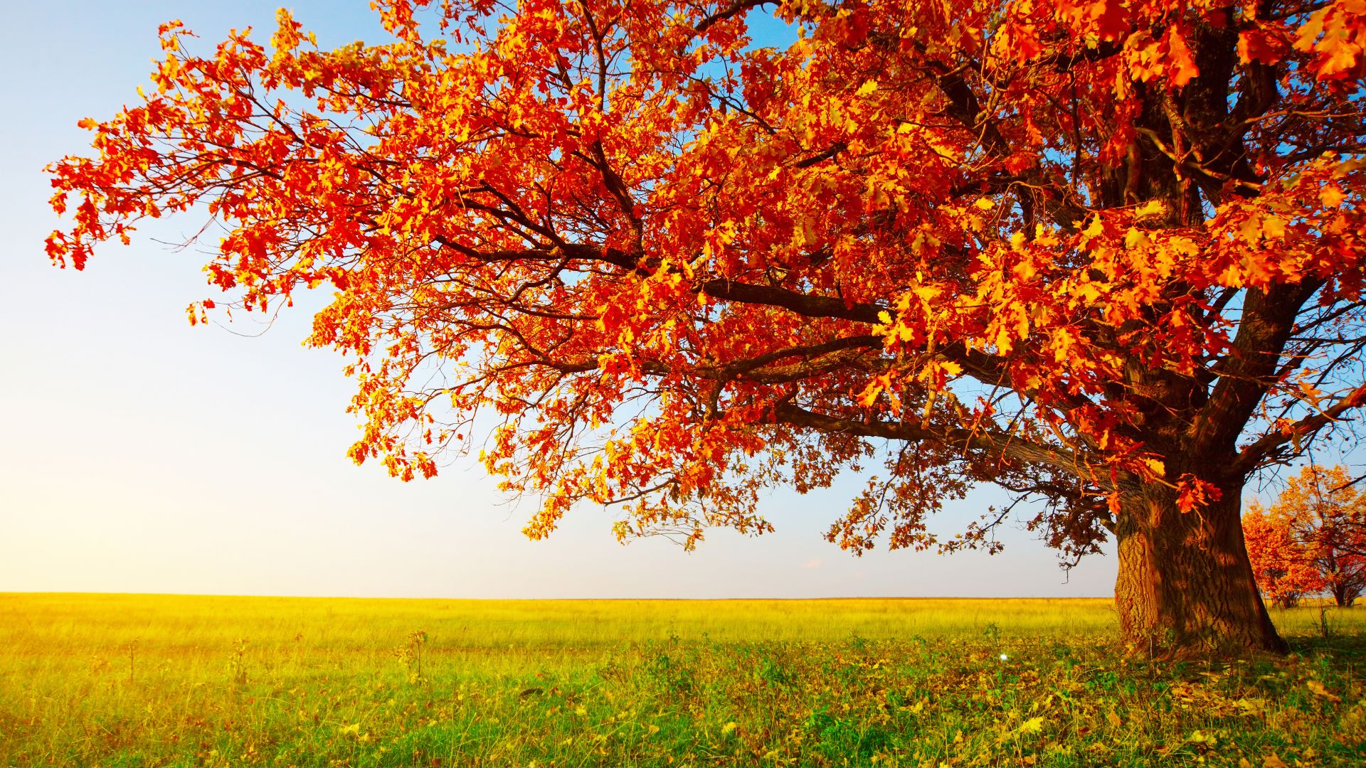 осень, дерево, autumn, tree, leaves, field, grass, 8k (horizontal)