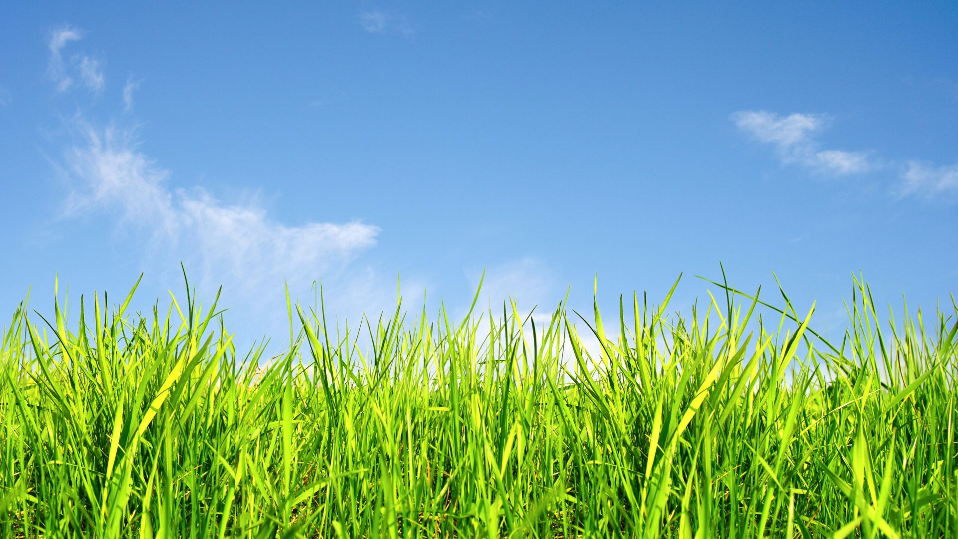 трава, grass, sky, 5k (horizontal)