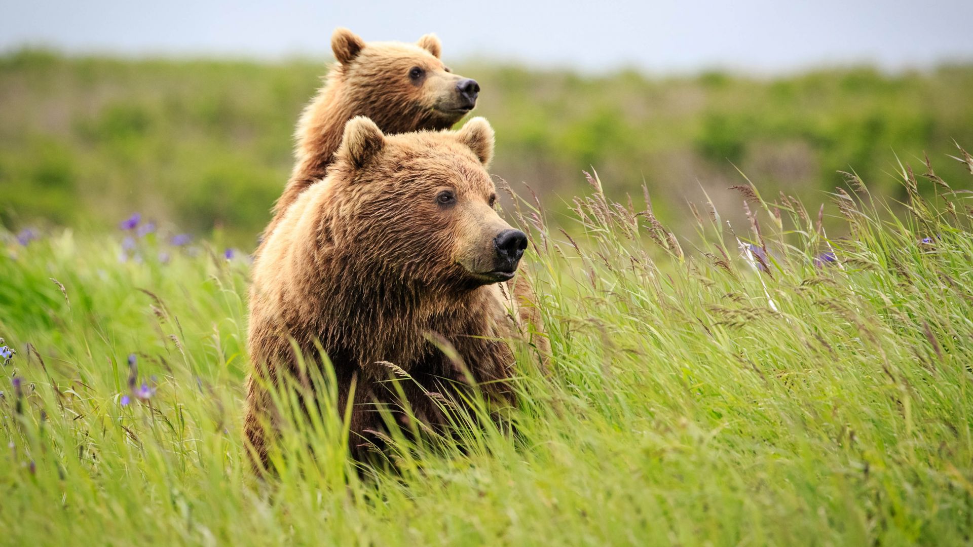 медведи, bear, cute animals, grass, 4k (horizontal)