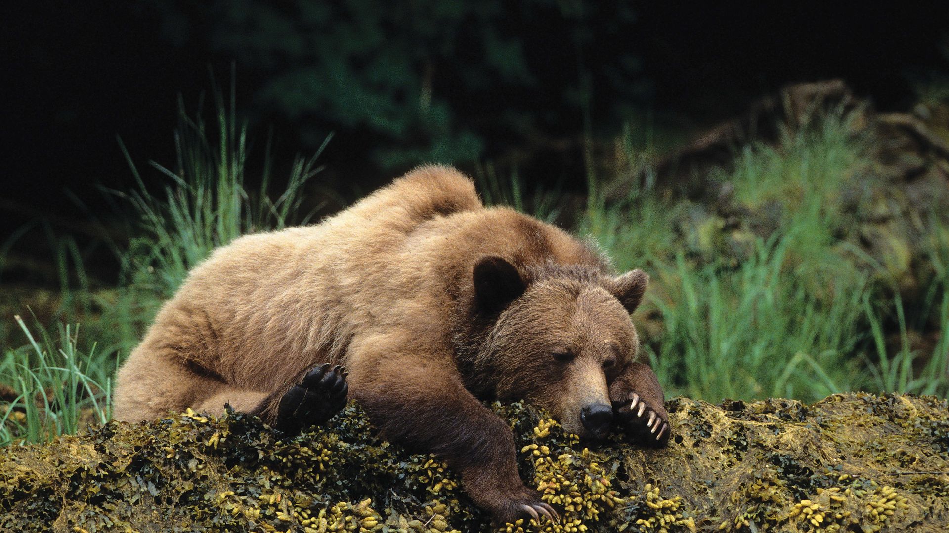 медведи, bear, cute animals, sleep, 4k (horizontal)