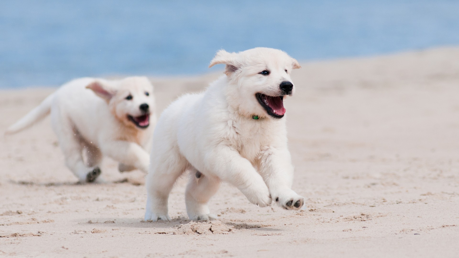 Собака, щенок, взгляд, глаза, белый, животное, питомец, Dog, puppy, white, animal, pet, beach, sand, sea (horizontal)