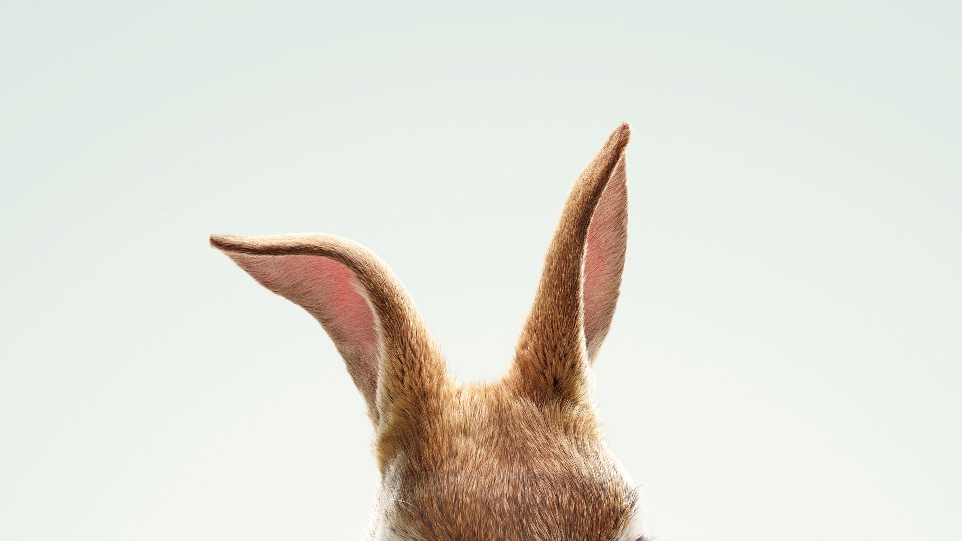 Кролик Питер, Peter Rabbit, HD (horizontal)