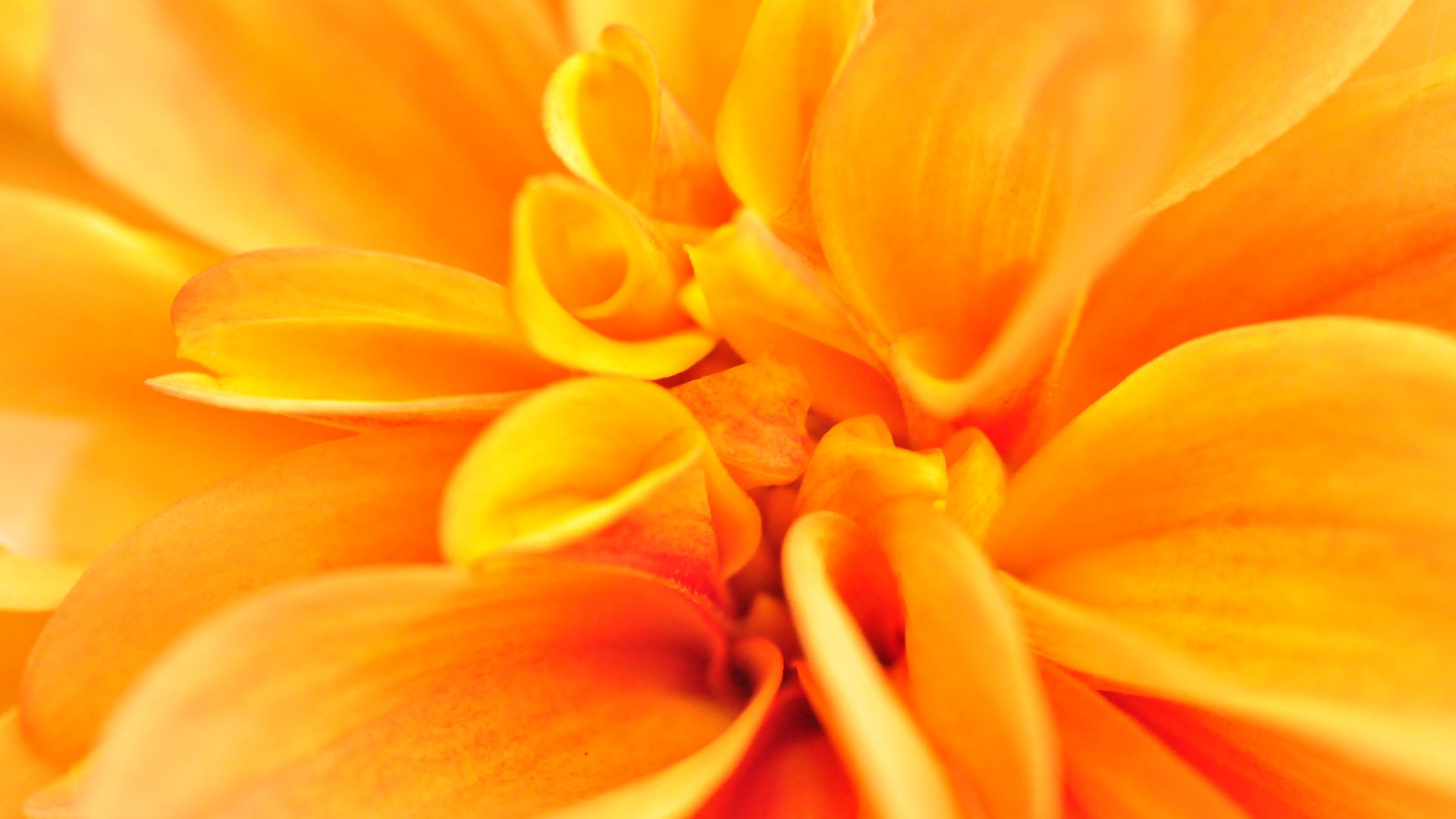 макро, цветок, macro, flower, orange, 4k (horizontal)