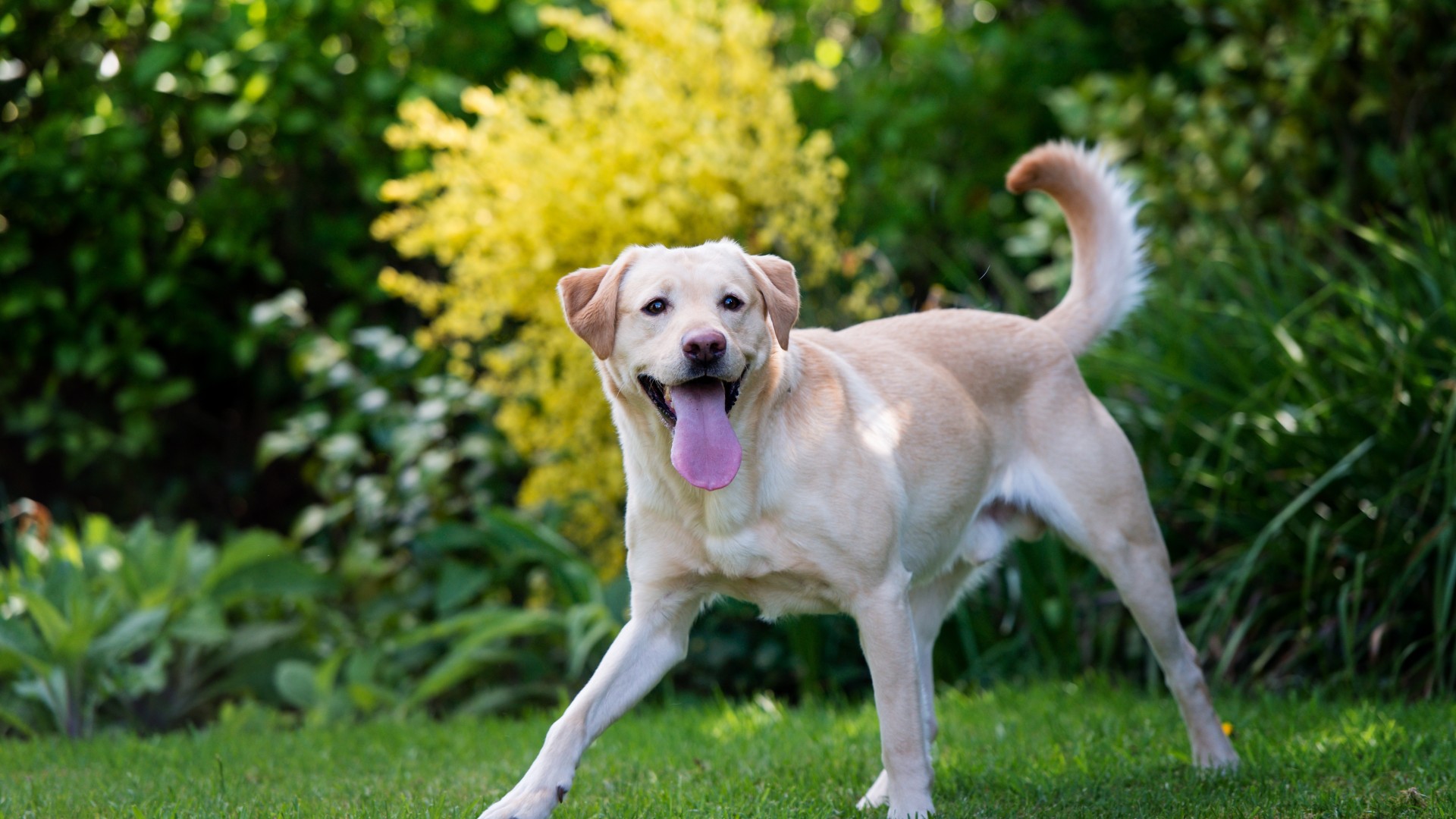 Собака, щенок, взгляд, глаза, белый, животное, питомец, Dog, puppy, white, funny, animal, pet, garden, green grass (horizontal)