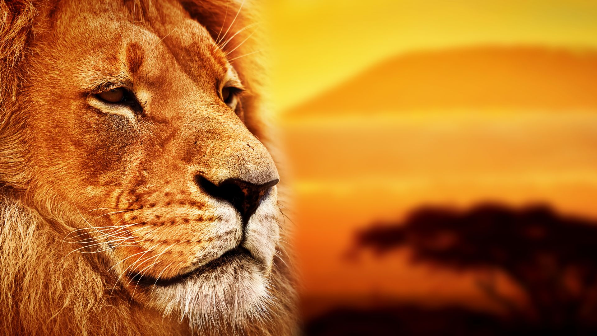 лев, lion, Savanna, 8k (horizontal)