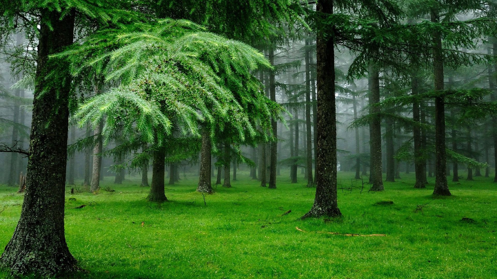 лес, трава, деревья, forest, grass, trees, 4k (horizontal)