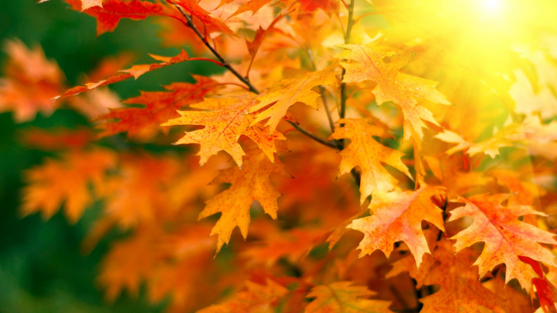 осень, листья, leaves, trees, autumn, 5k (horizontal)