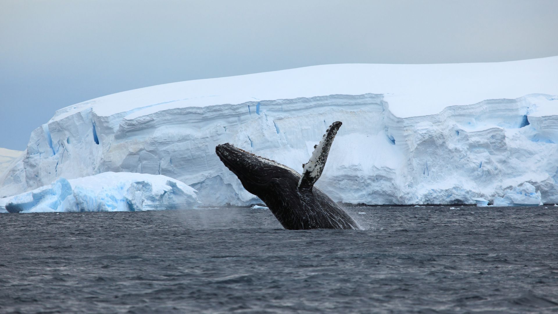 Антарктида, океан, кит, Antarctica, ocean, ice, whale, 4k (horizontal)
