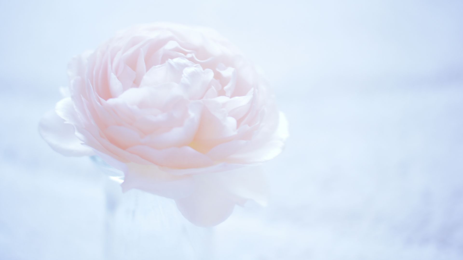 цветок, flower, white, 4k (horizontal)