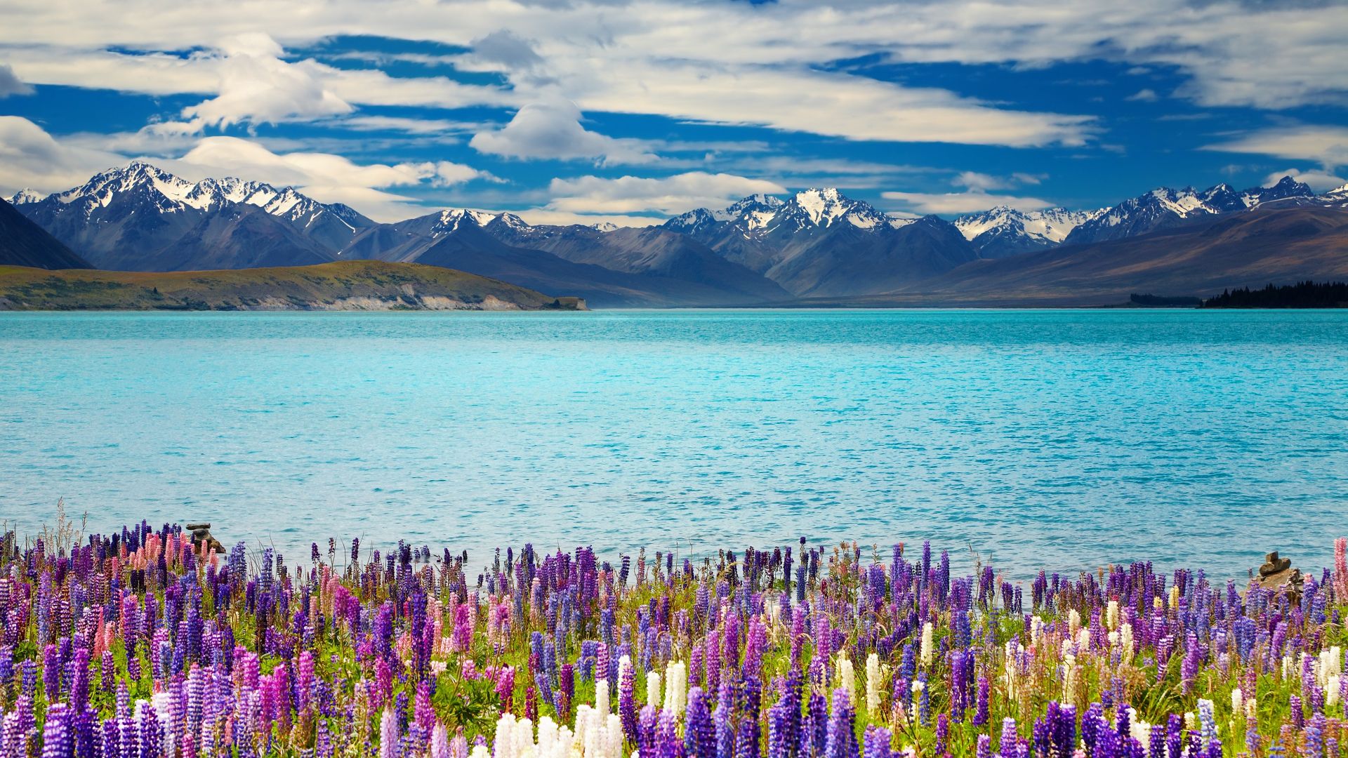 Озеро Текапо, Новая Зеландия, Lake Tekapo, New Zealand, mountains, flower, 4k (horizontal)