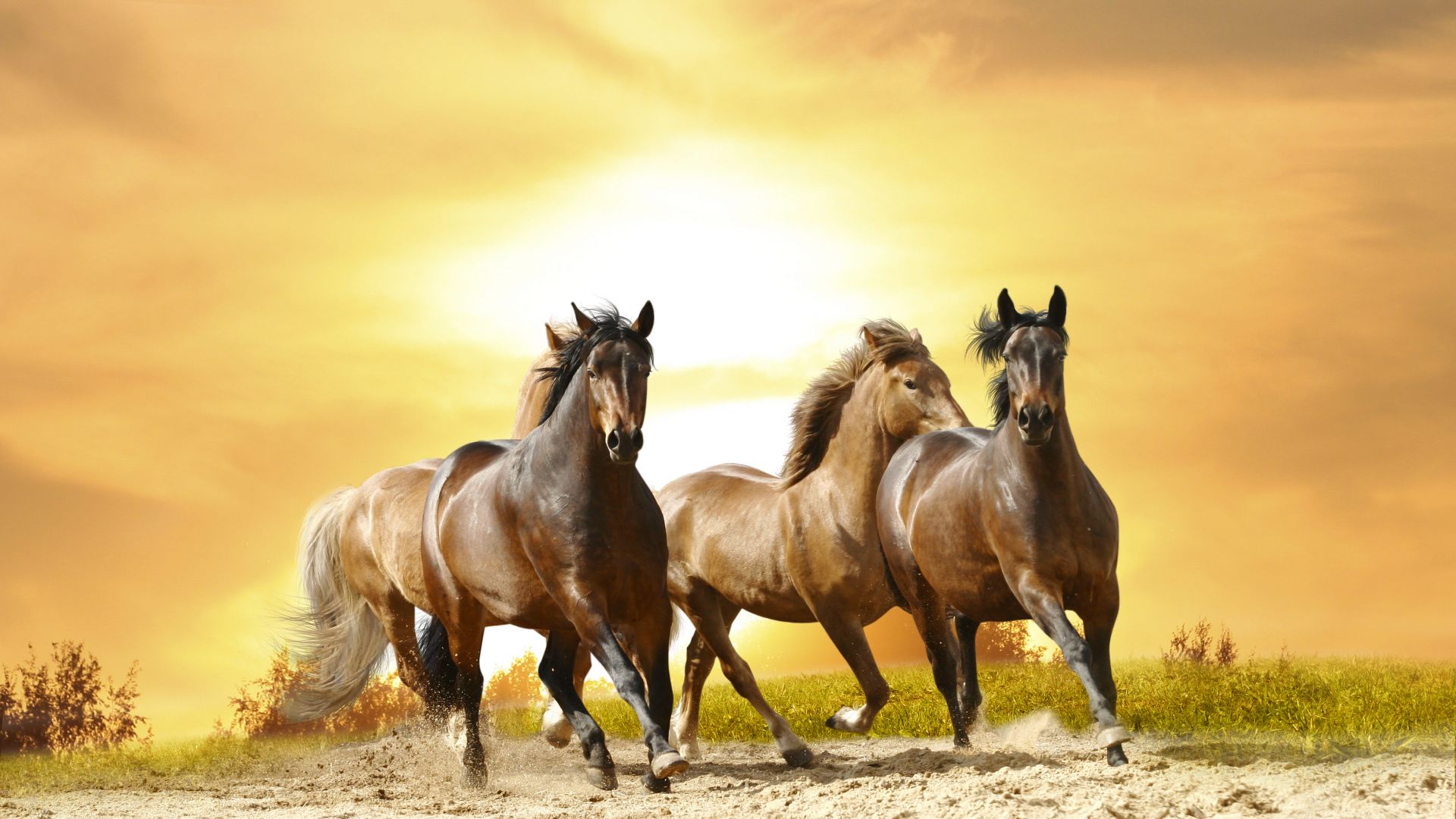 лошади, horses, cute animals, 8k (horizontal)