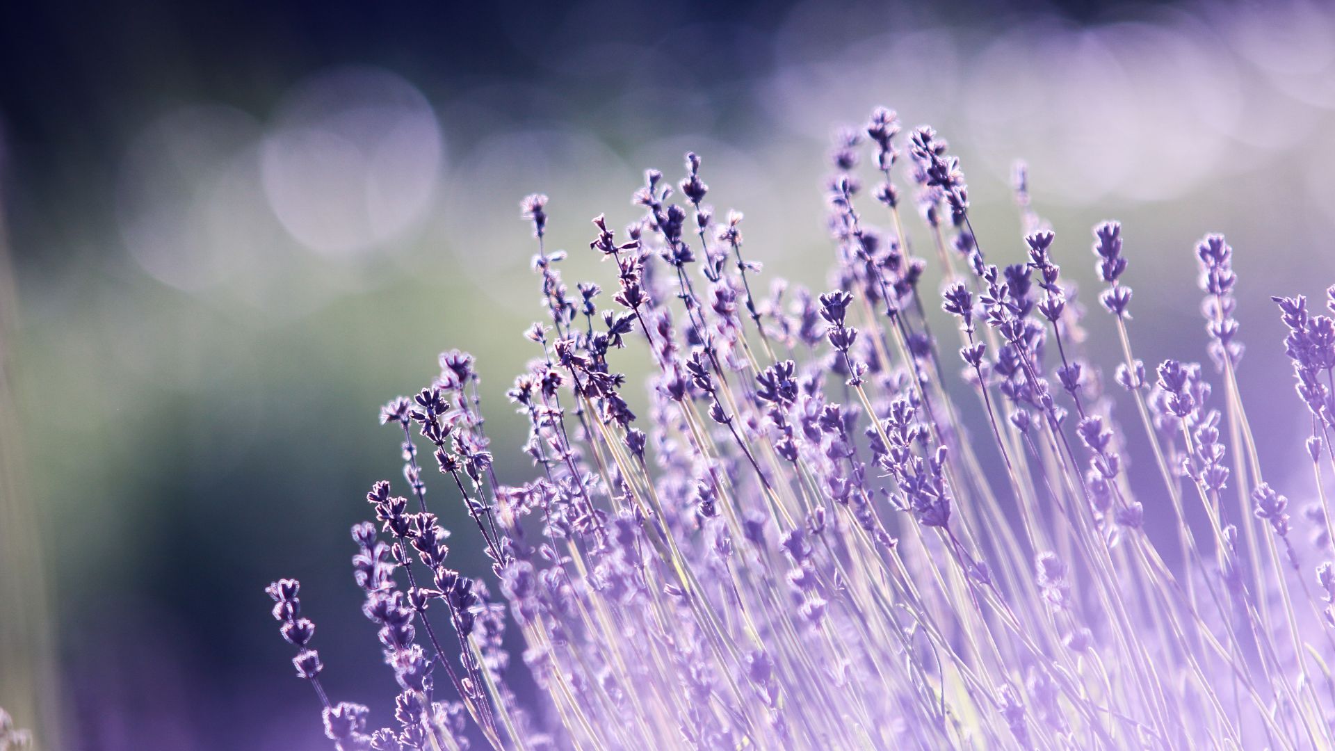 лаванда, lavender, flowers, 5k (horizontal)