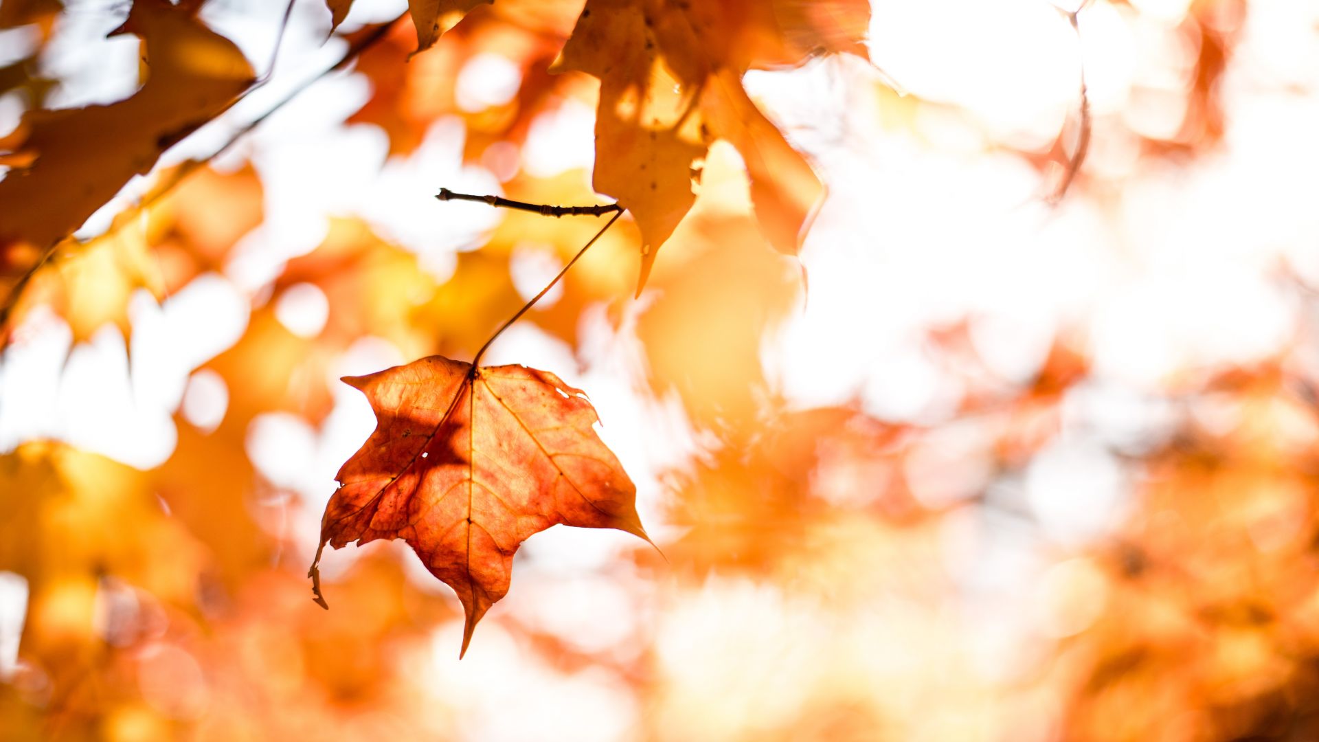 осень, листья, leaves, autumn, orange, 5k (horizontal)