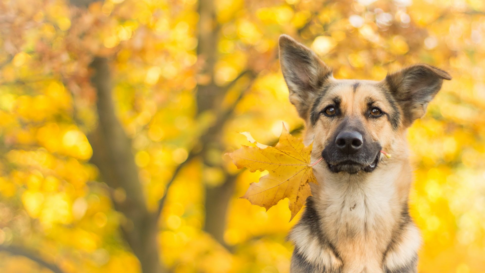 собака, dog, cute animals, leaves, autumn, 4k (horizontal)