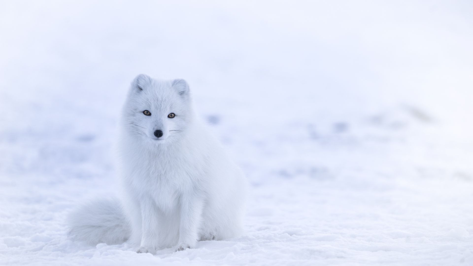 Песец, arctic fox, cute animals, winter, snow, white, 8k (horizontal)