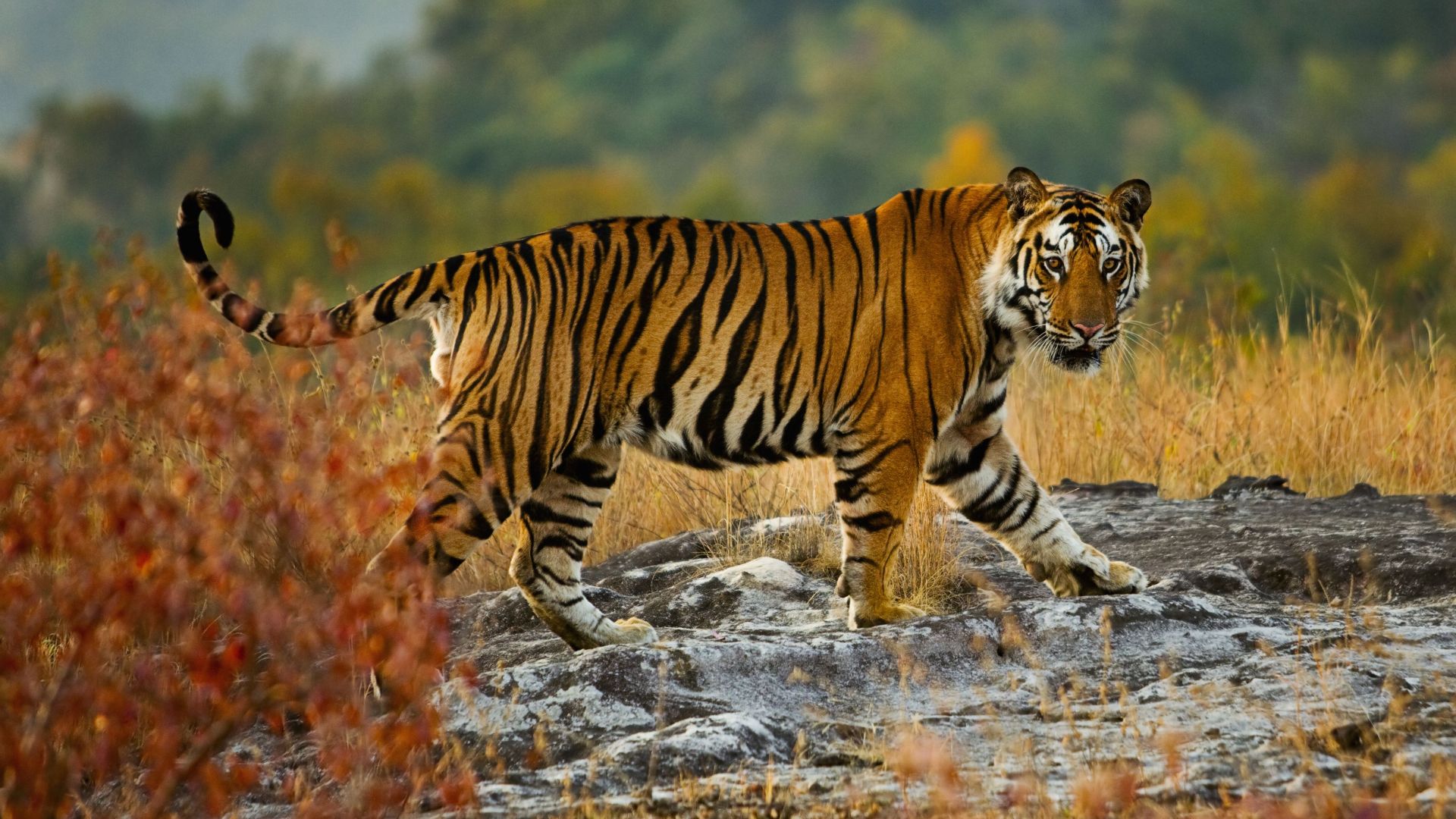 тигр, tiger, cute animals, 5k (horizontal)