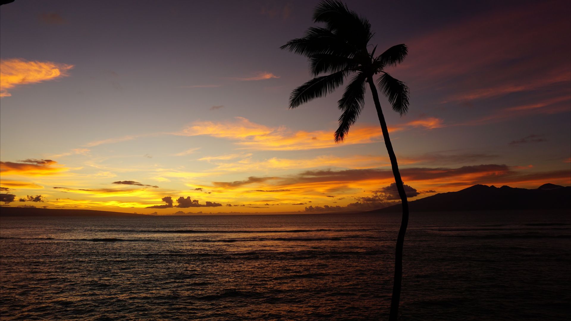 Мауи, Maui, Hawaii, ocean, palm, sunset, 5k (horizontal)