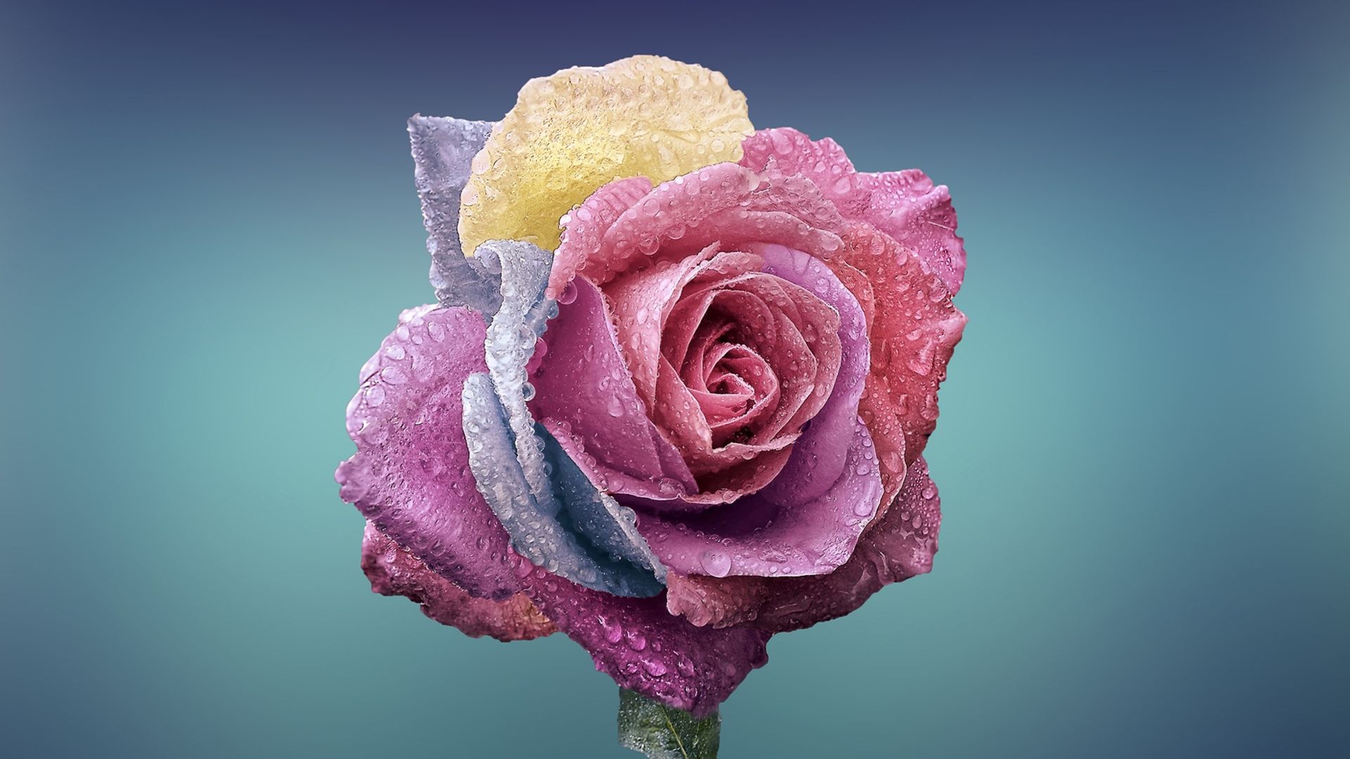 роза, rose, flower, 4k (horizontal)