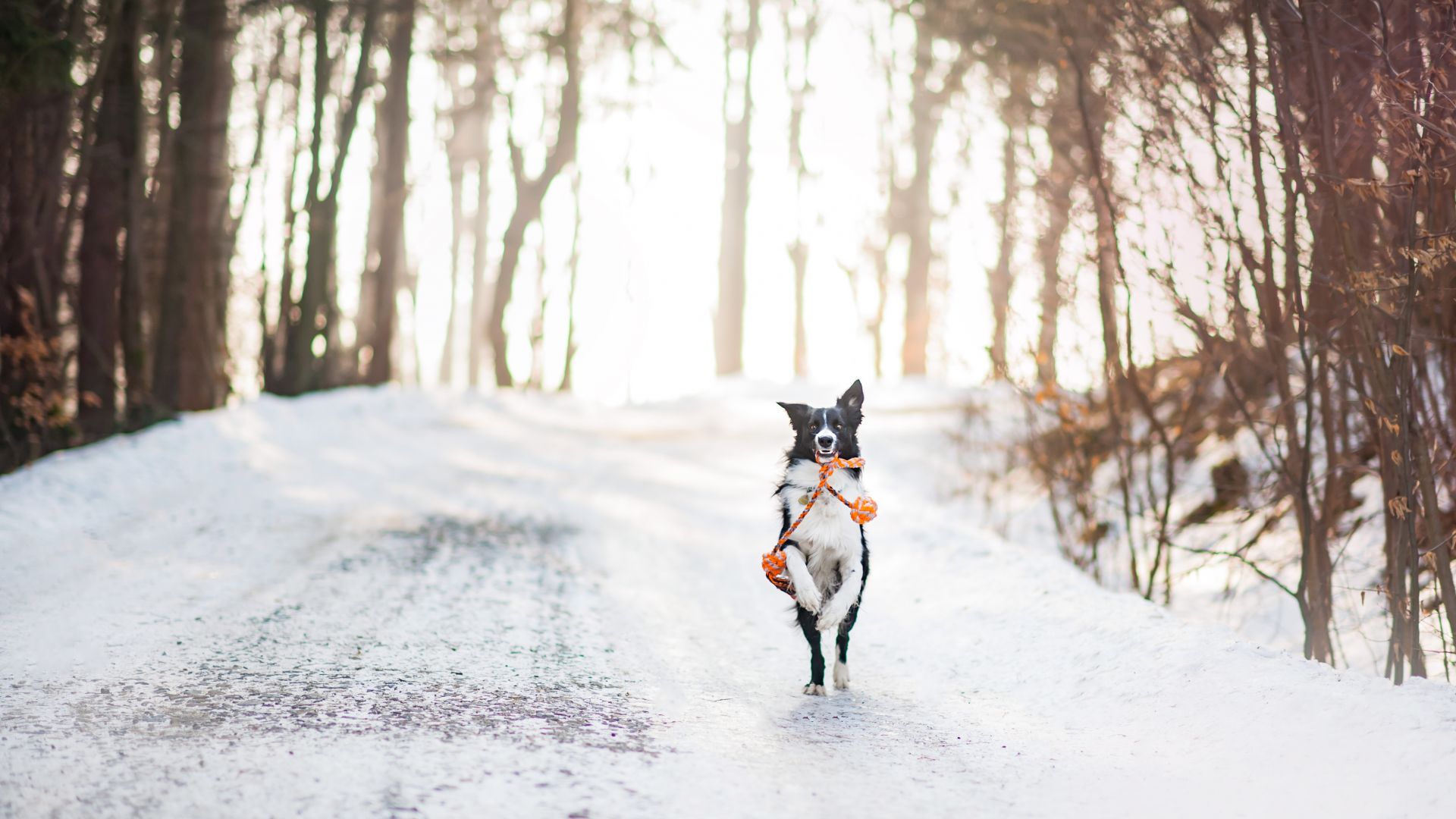 собака, dog, cute animals, winter, snow, trees, 4k (horizontal)