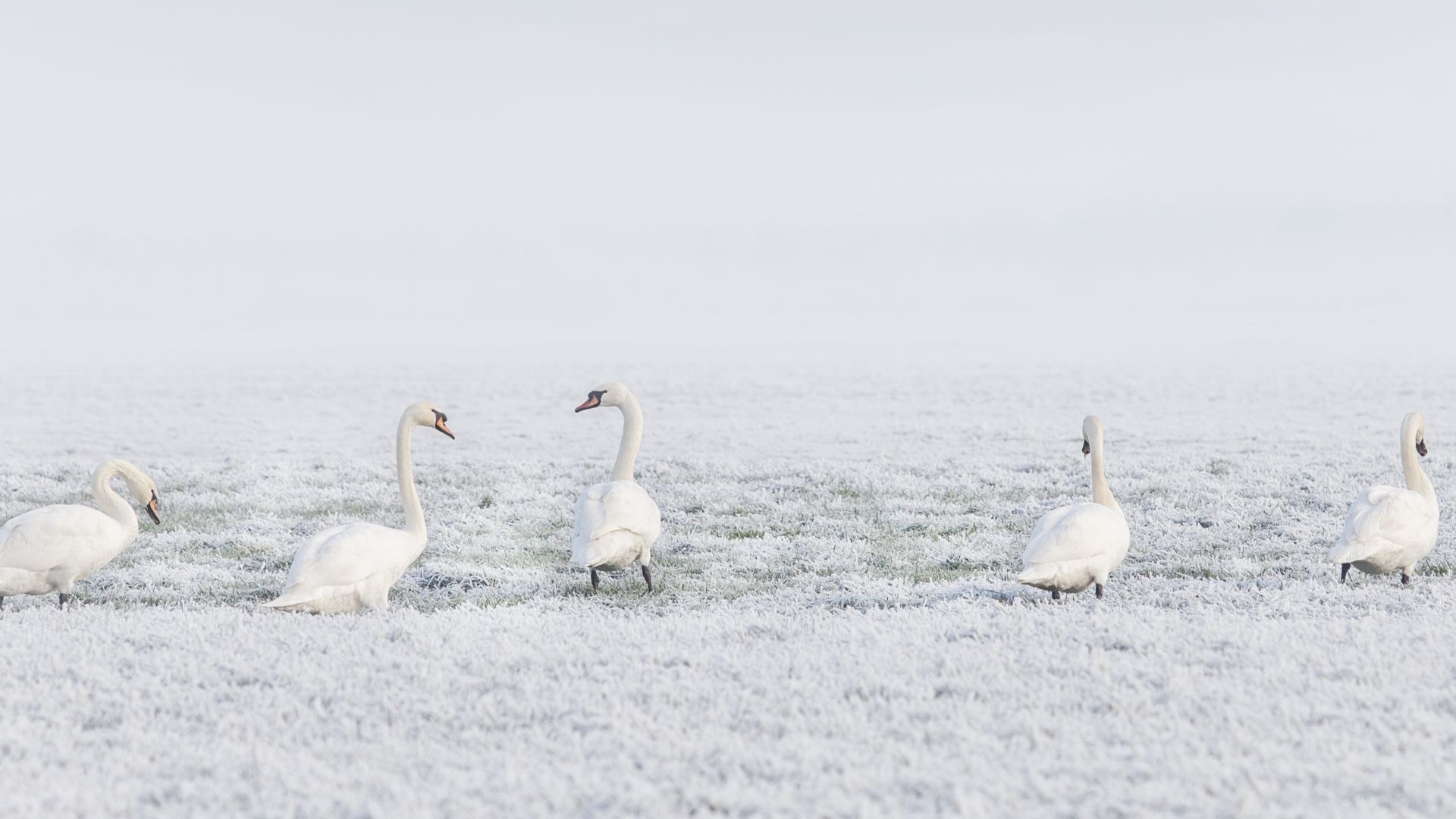 лебеди, зима, winter, swans, snow, 8k (horizontal)