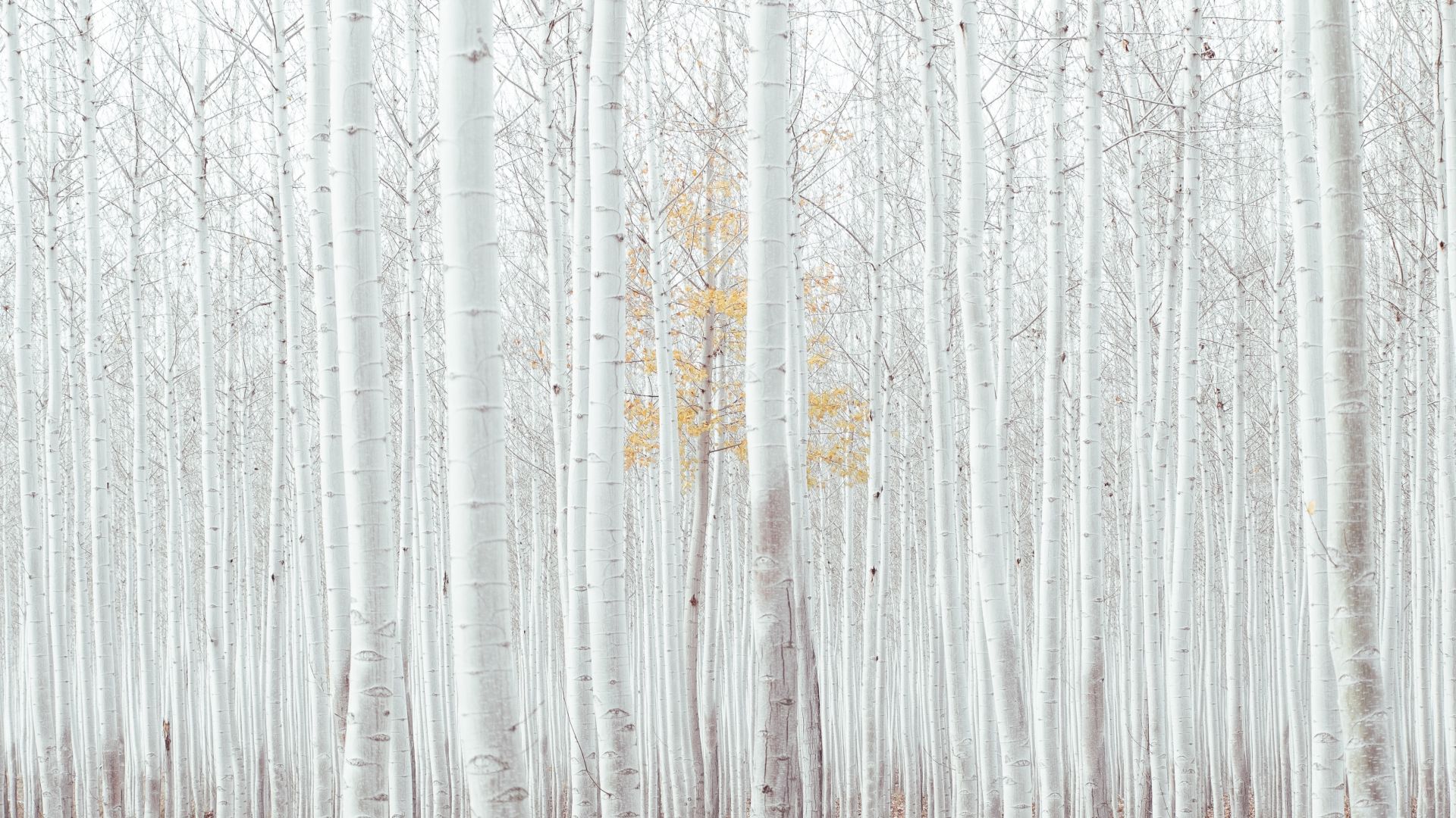 деревья, white, trees, forest, 4k (horizontal)
