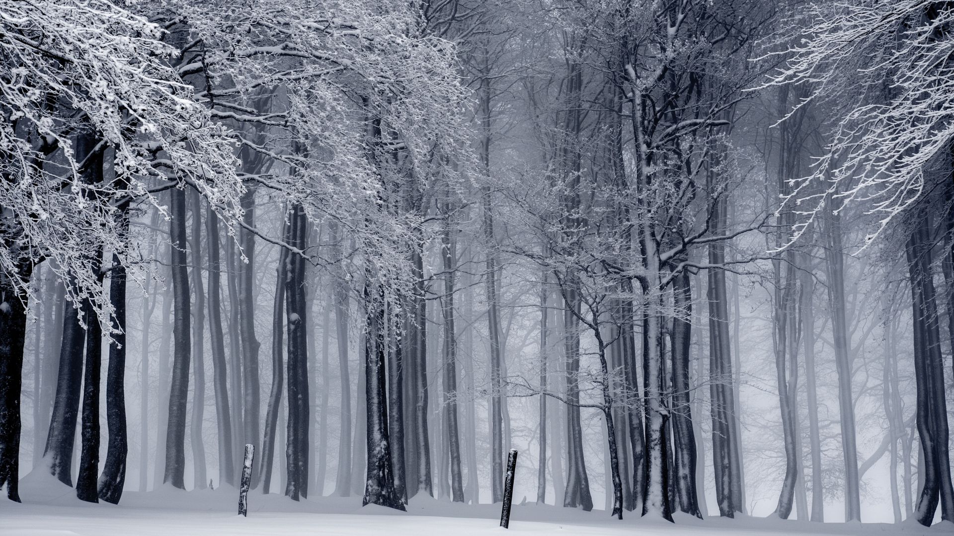 деревья, снег, зима, forest, trees, snow, winter, 4k (horizontal)