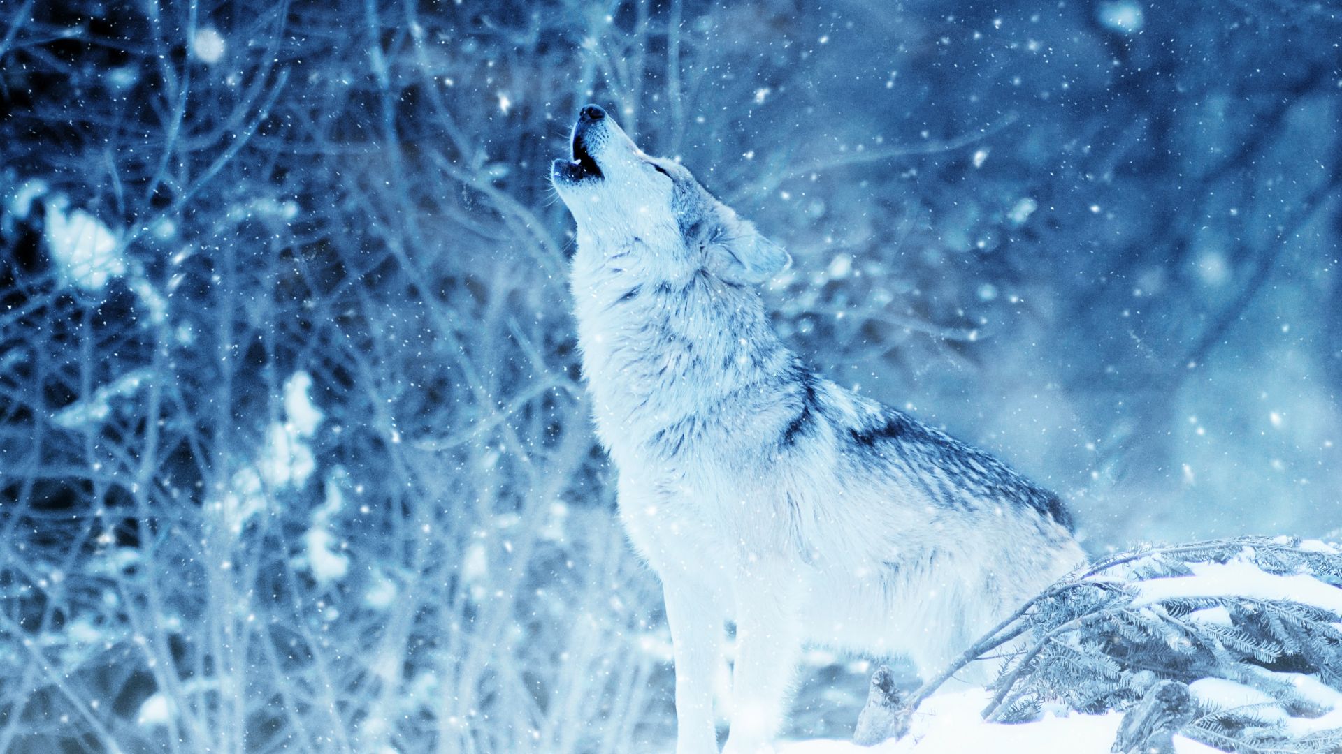 волк, wolf, winter, snow, 4k (horizontal)