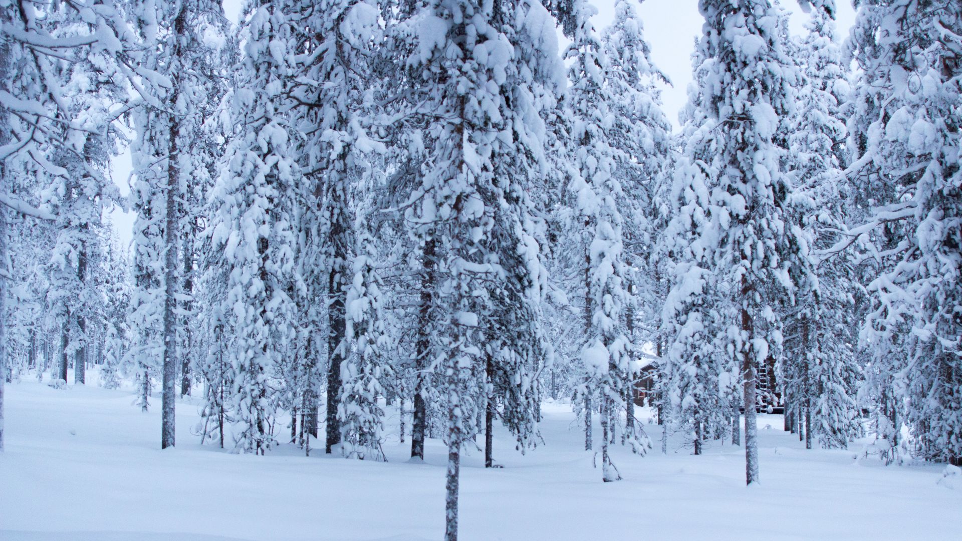 деревья, снег, forest, trees, snow, winter, 5k (horizontal)