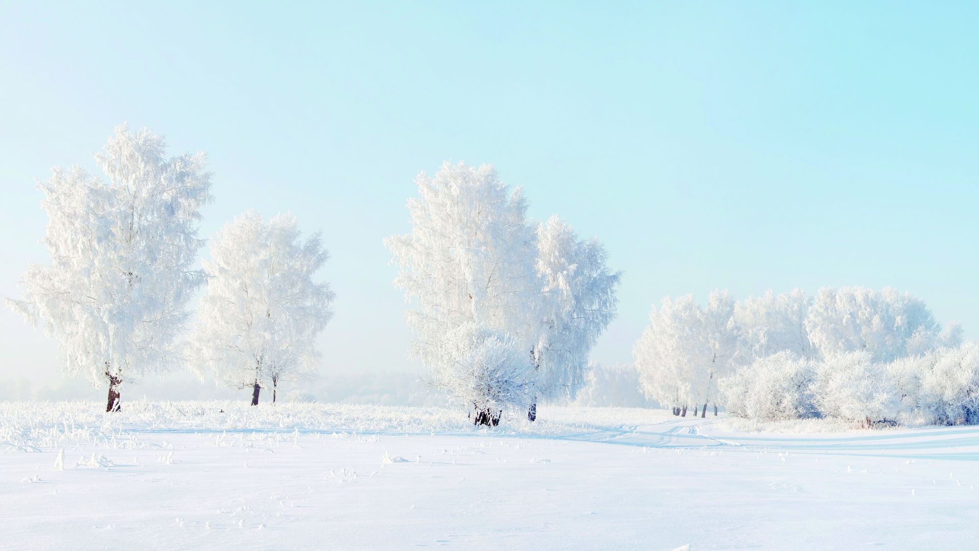 деревья, снег, trees, snow, winter, 4k (horizontal)