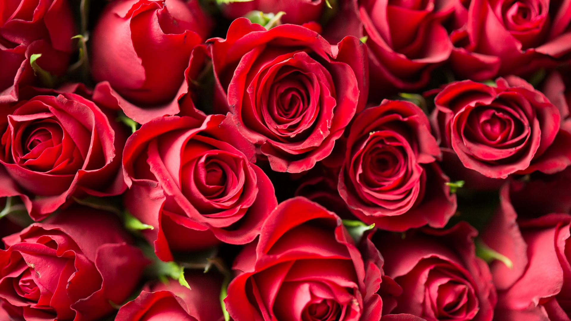 роза, rose, flower, red, 4k (horizontal)