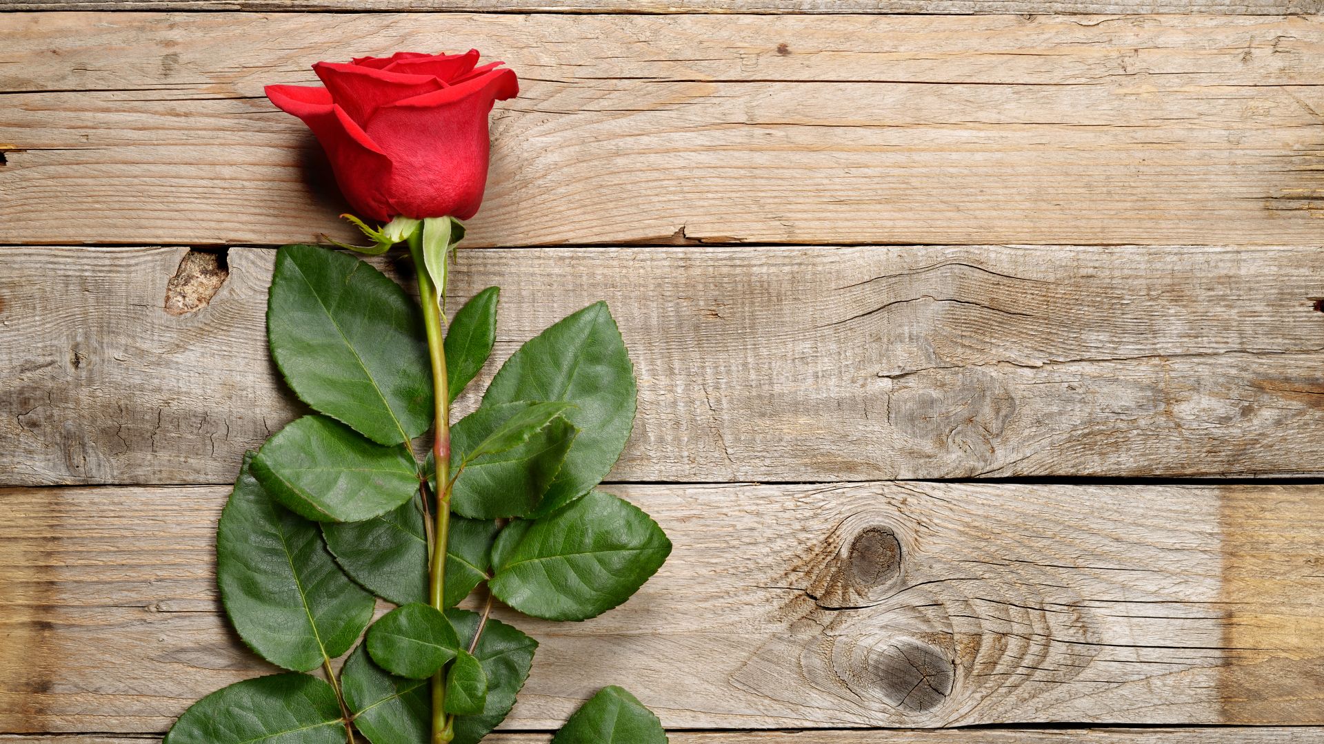 роза, rose, flower, 5k (horizontal)