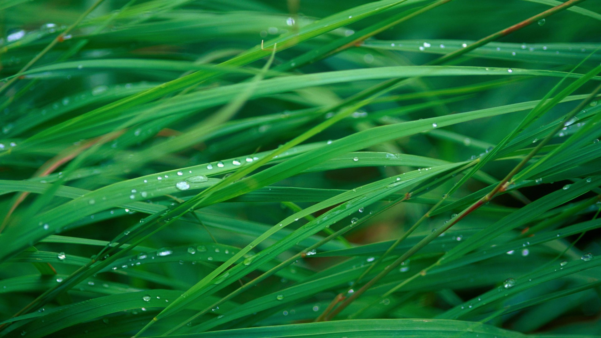 трава, 5k, 4k, макро, OSX, grass, 5k, 4k wallpaper, OSX, green, dew (horizontal)