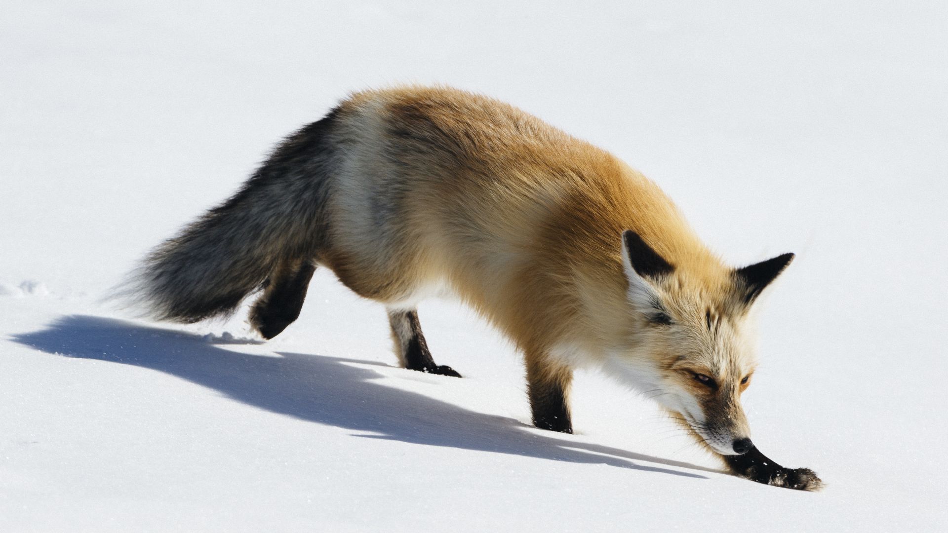 лиса, fox, cute animals, winter, snow, 5k (horizontal)