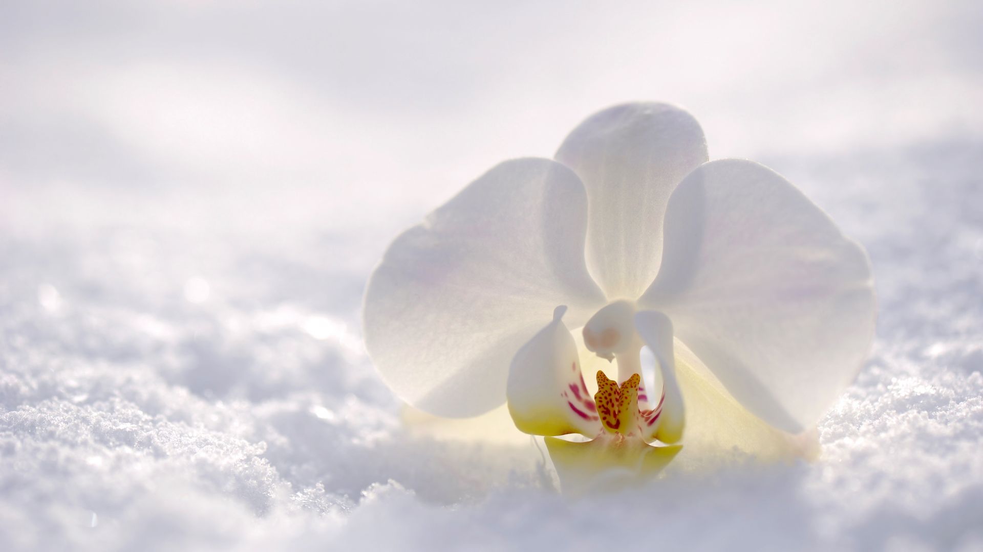 цветок, снег, orchid, flower, snow, winter, white, 4k (horizontal)