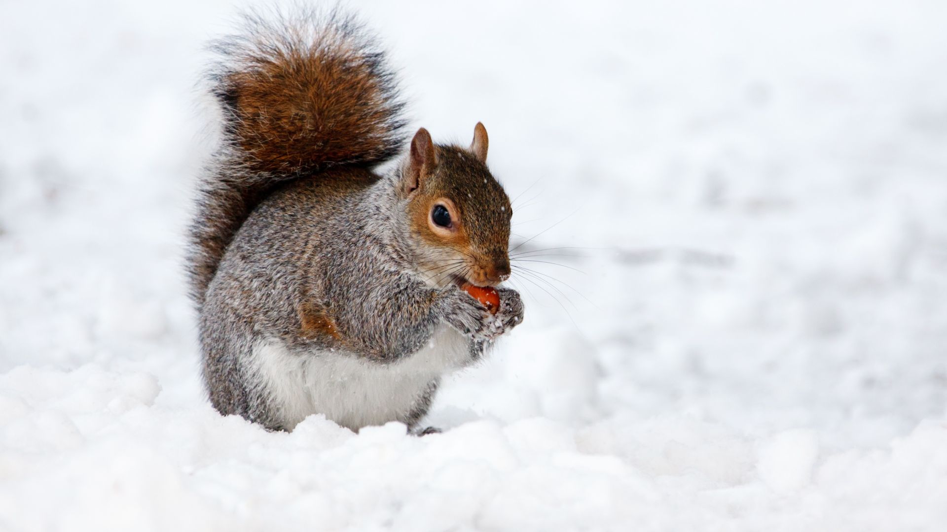 белка, зима, squirrel, cute animals, snow, winter, 4k (horizontal)