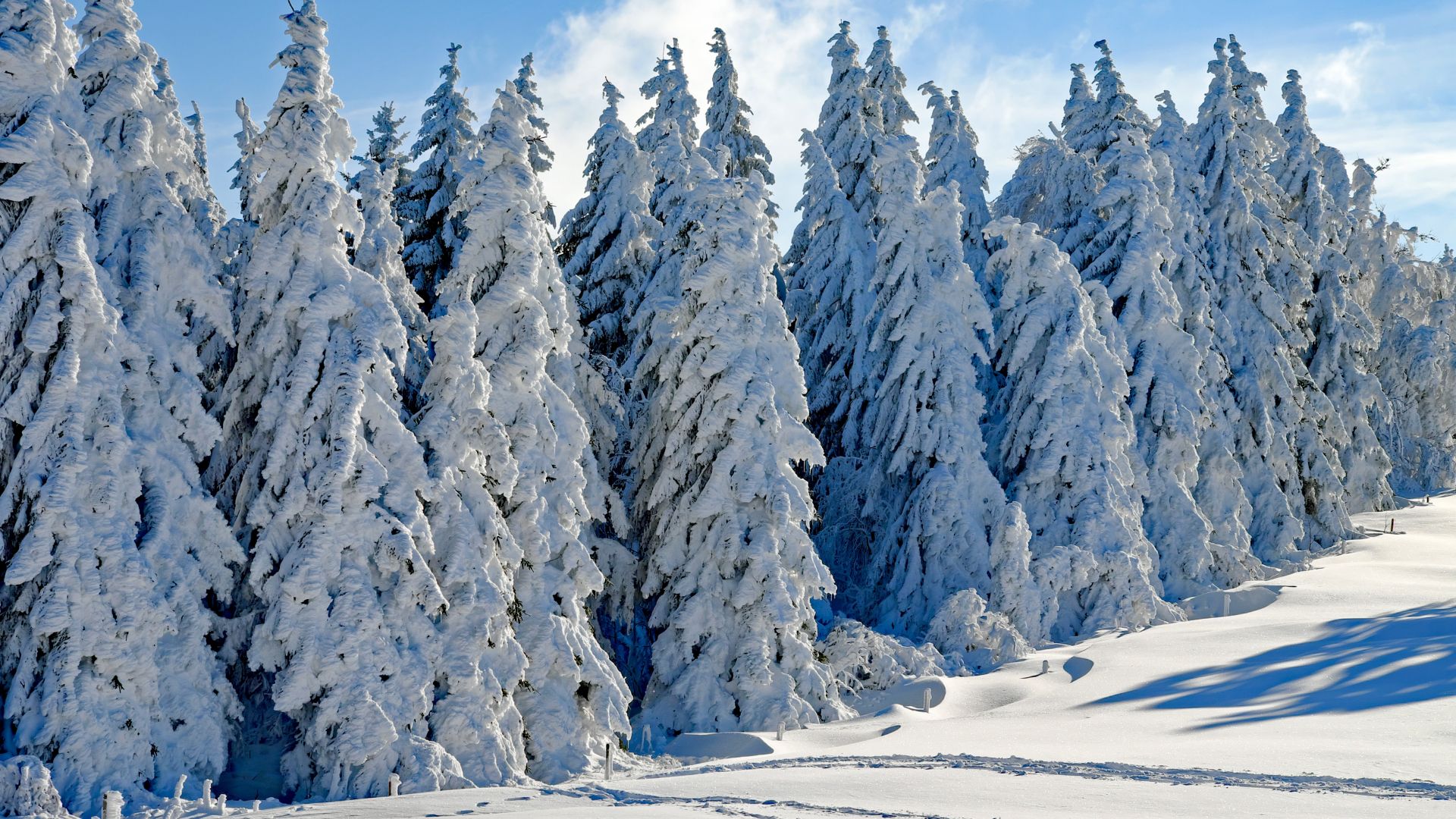лес, снег, зима, forest, tree, snow, winter, 4k (horizontal)