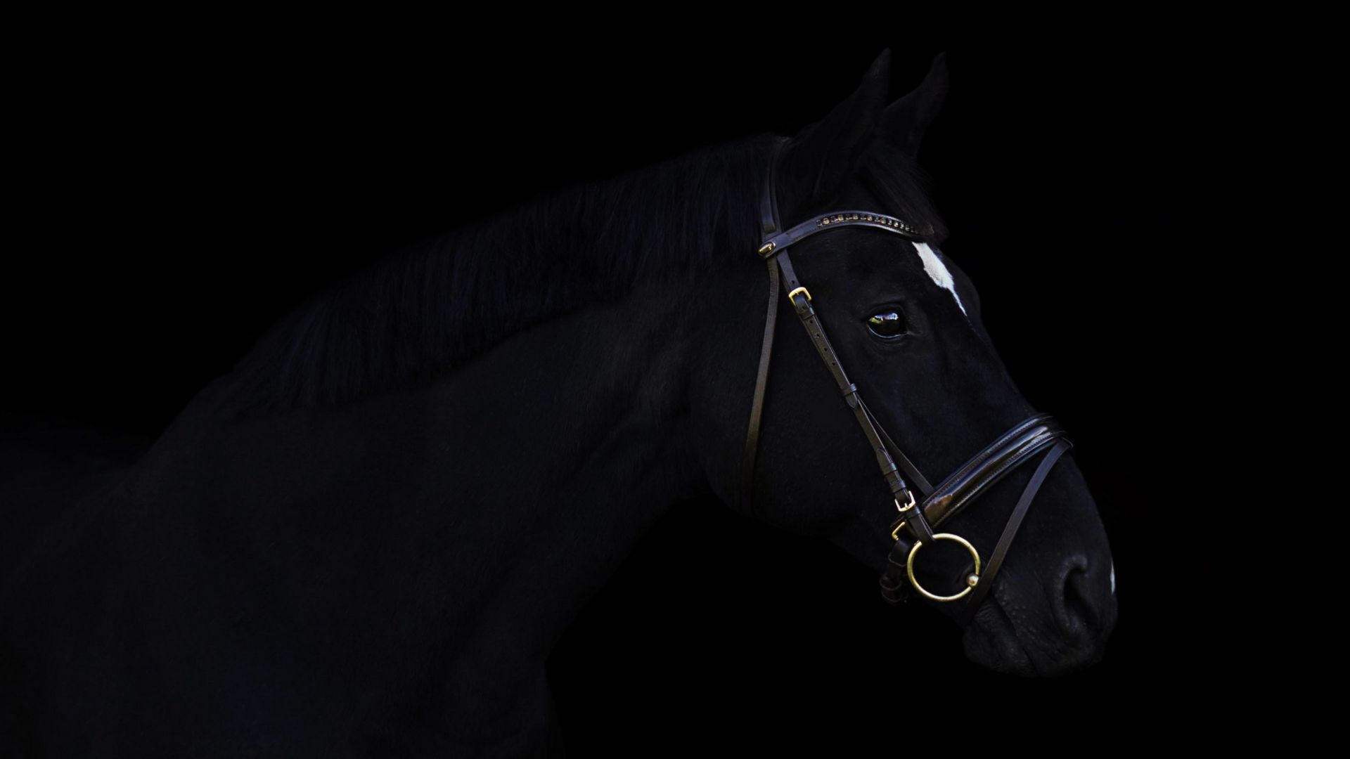лошадь, horse, cute animals, black, 4k (horizontal)