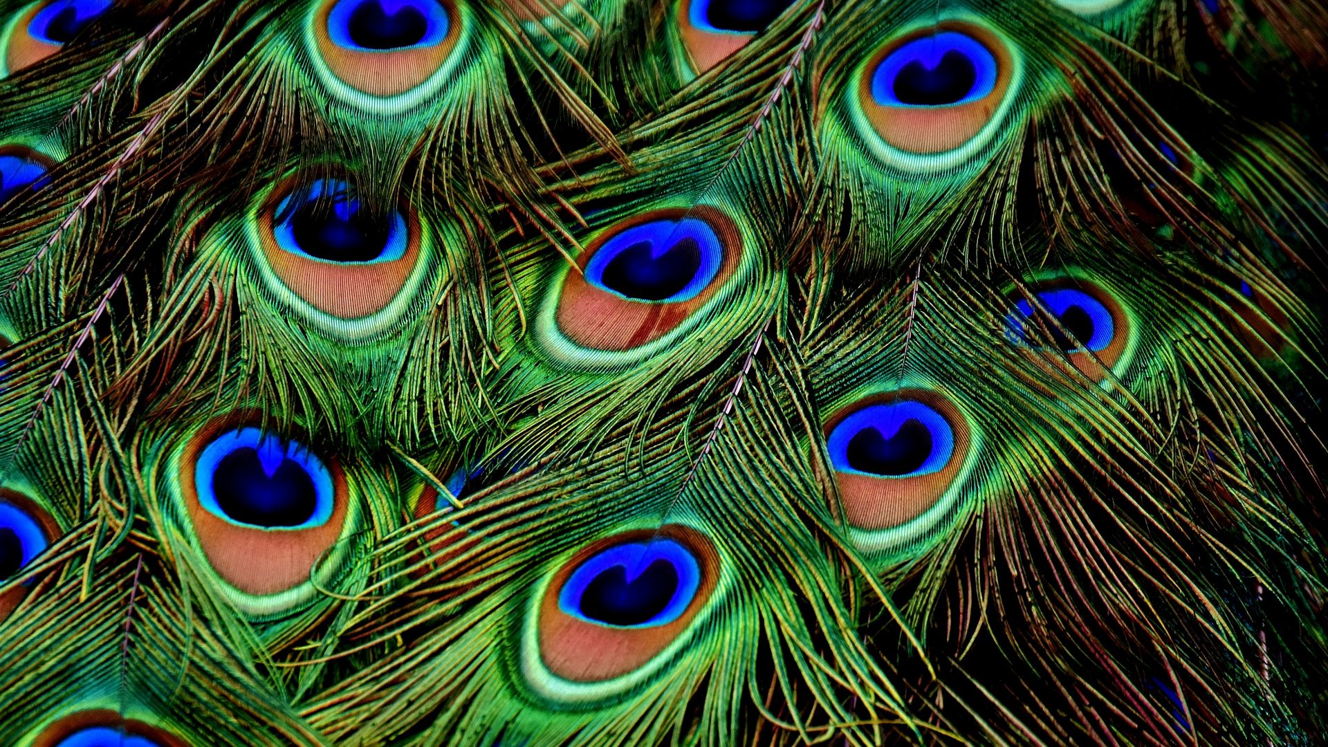 перья, peacock, feather, 4k (horizontal)