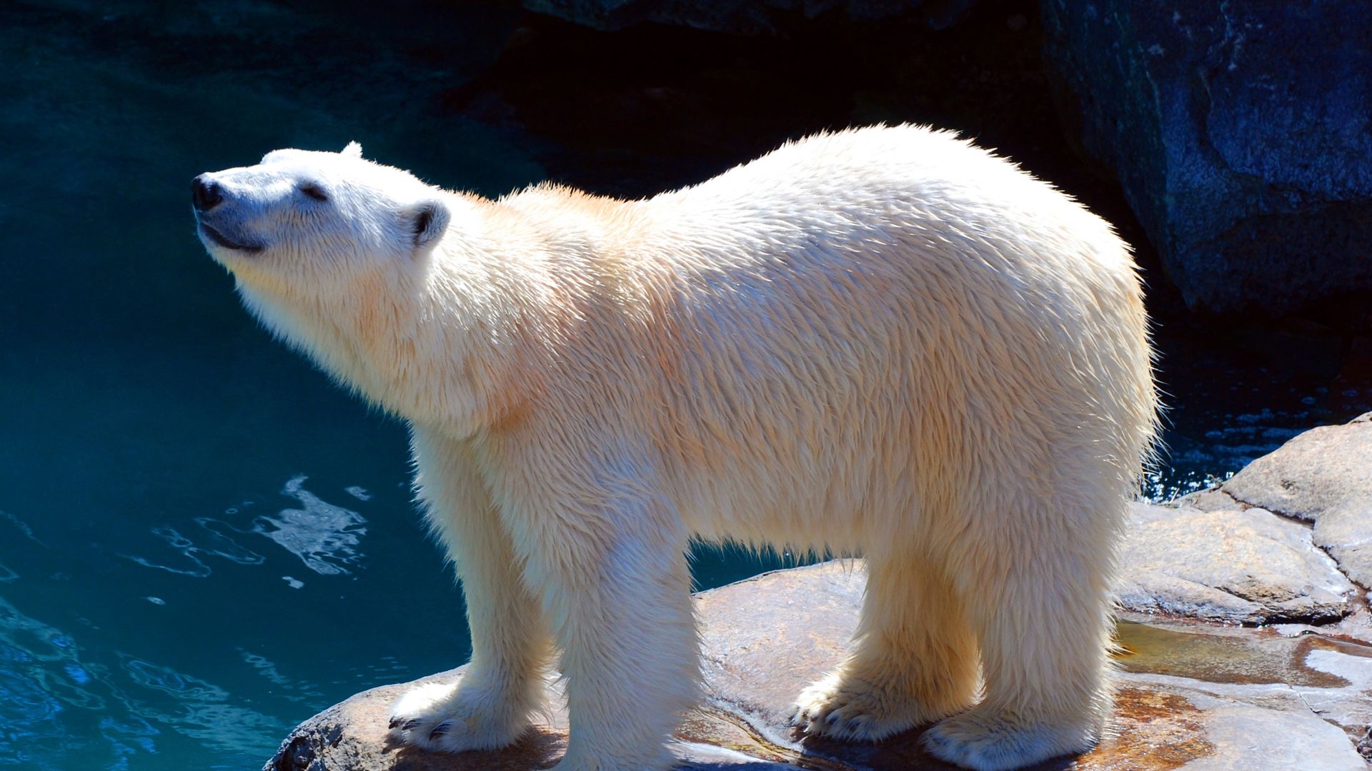 Полярный медведь, polar bear, cute animals, 4k (horizontal)