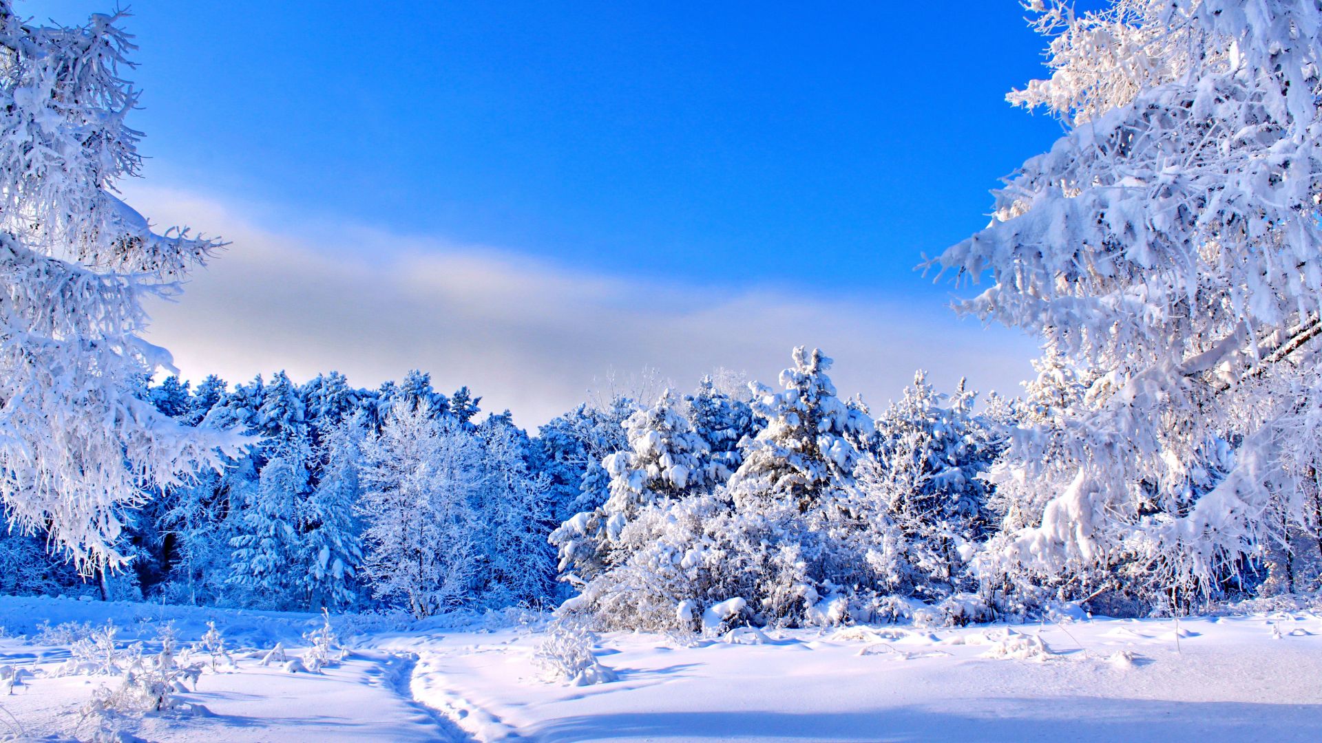 деревья, снег, forest, trees, snow, winter, 4k (horizontal)