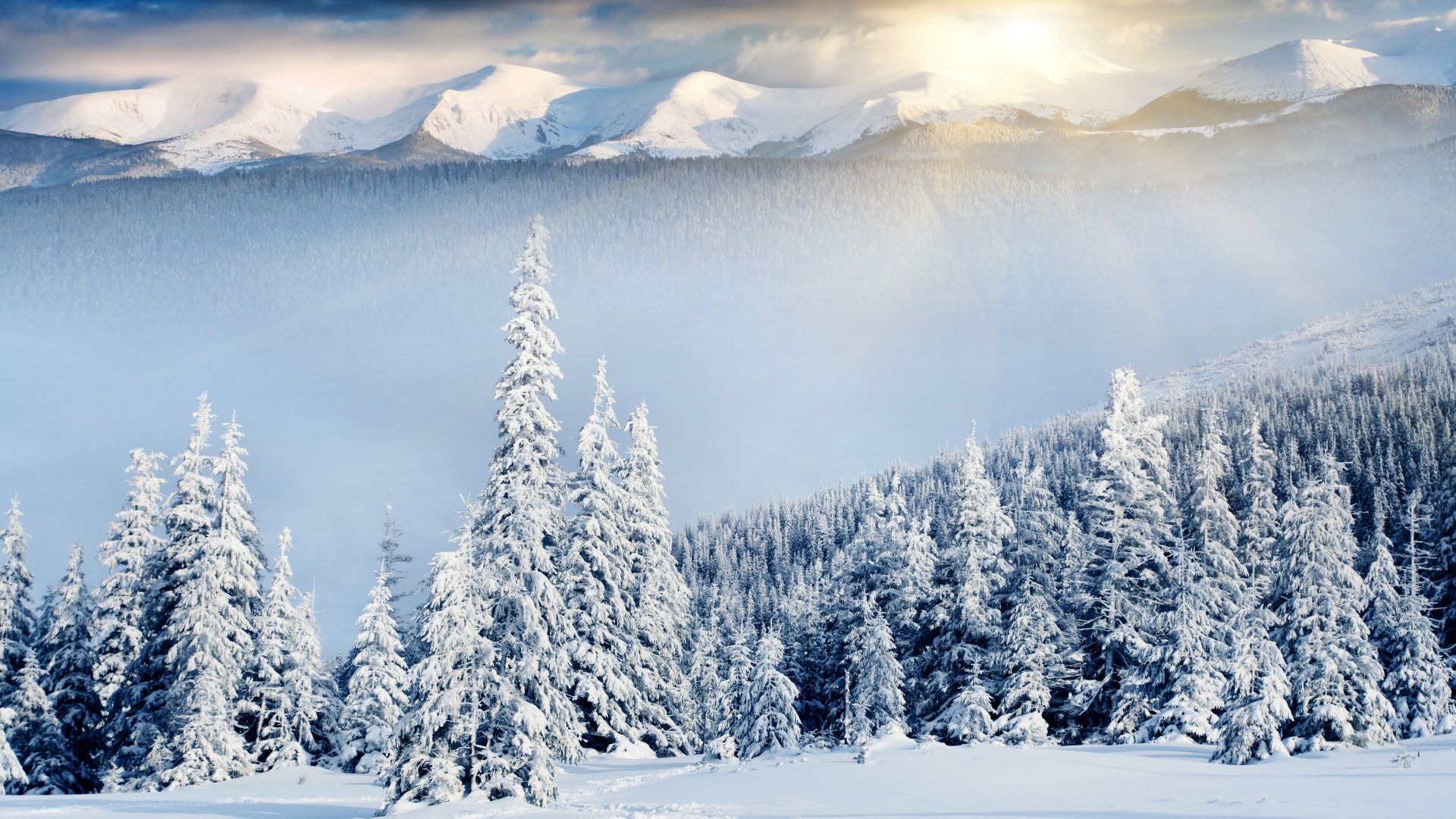 деревья, снег, mountains, forest, trees, snow, winter, 8k (horizontal)