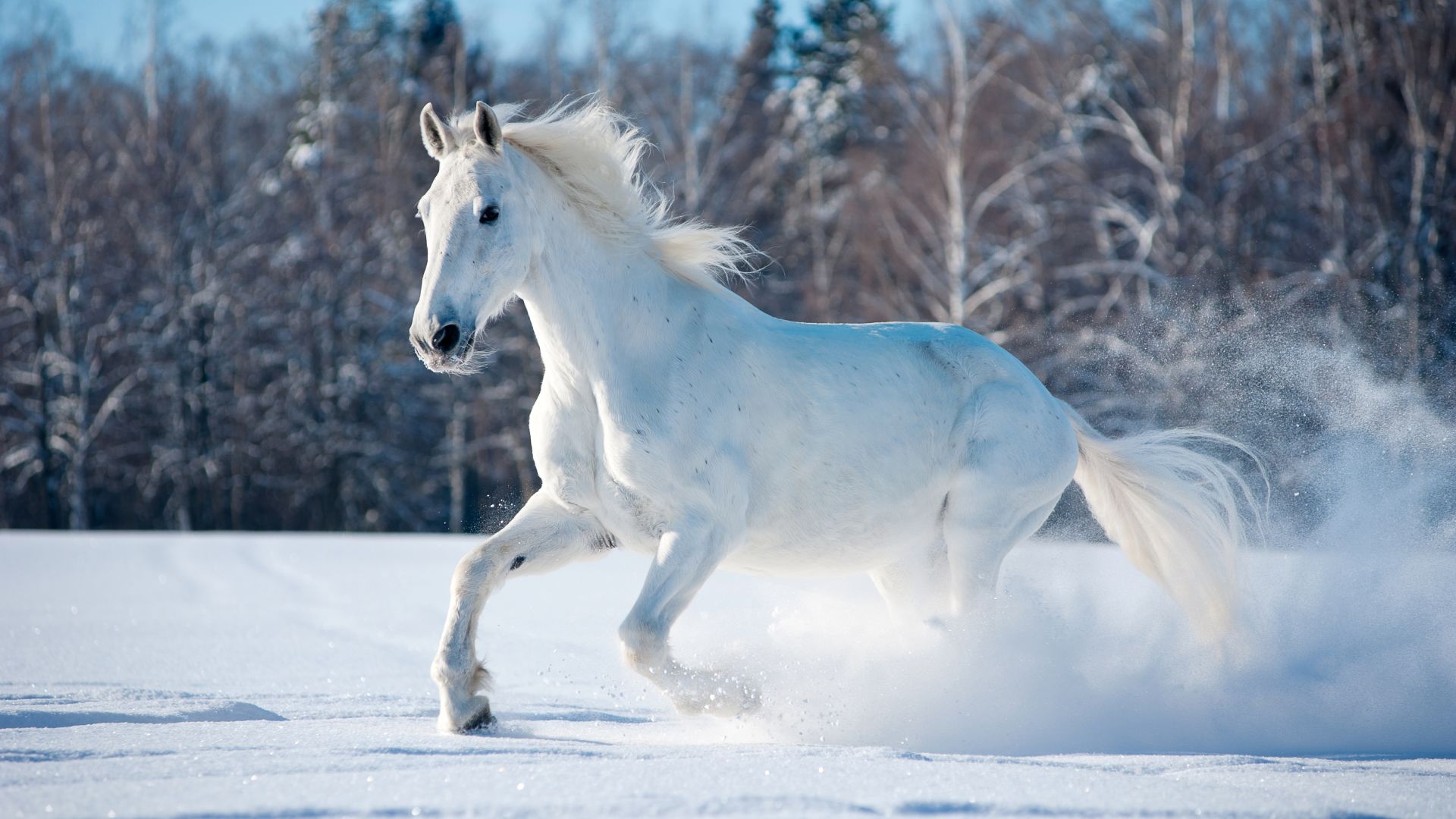 лошадь, horse, cute animals, snow, winter, 5k (horizontal)
