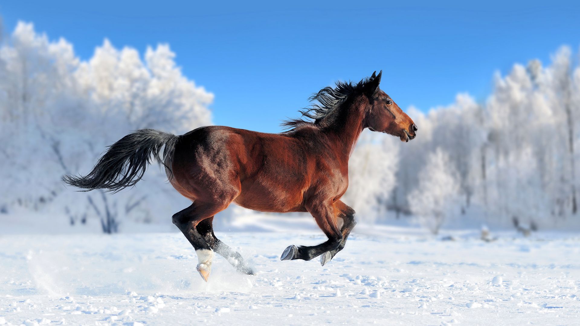 лошадь, horse, cute animals, snow, winter, 4k (horizontal)