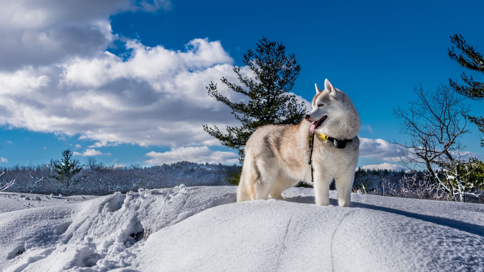 собака, dog, husky, cute animals, snow, winter, 5k (horizontal)